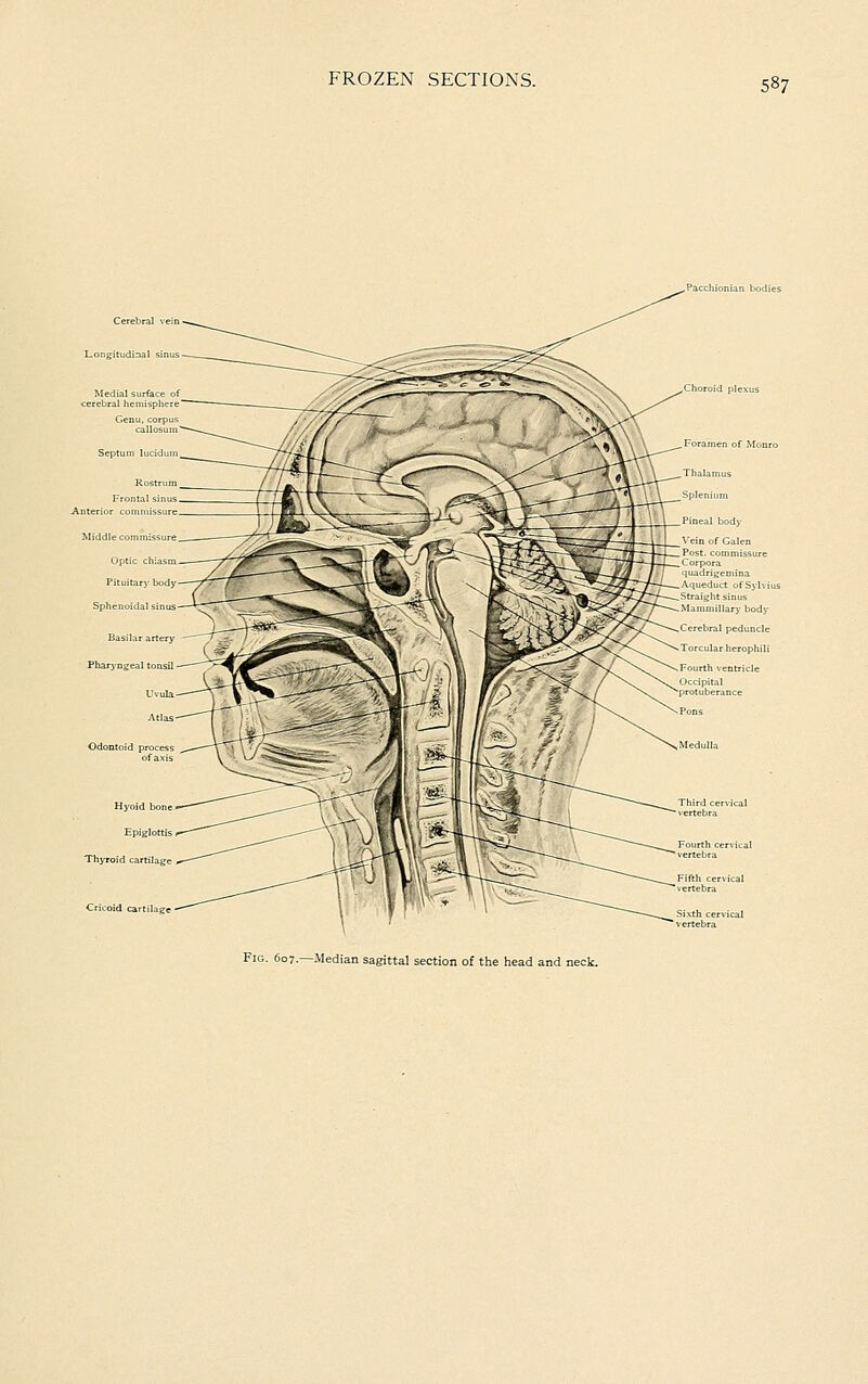 Pacchionian bodie Fig. 607.—Median sagittal section of the head and neck.