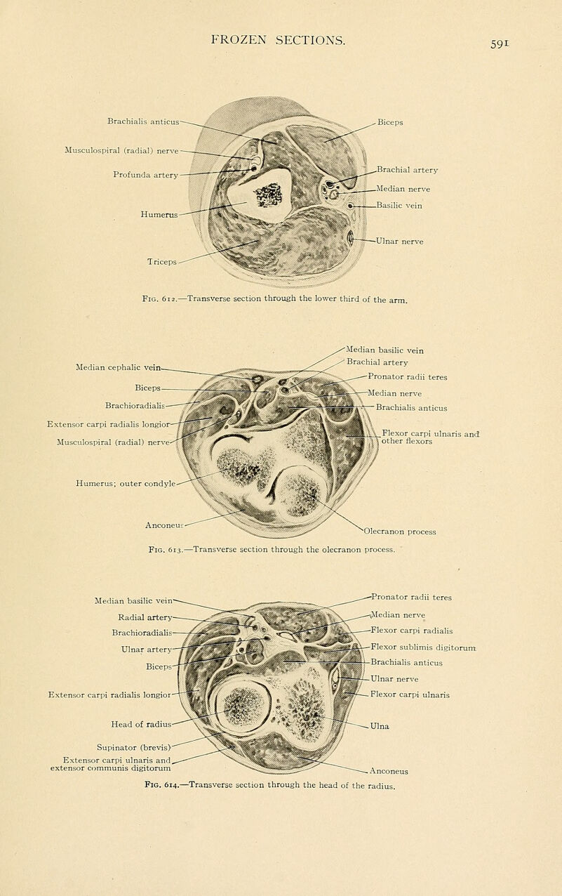 59t Brachialis anticus Musculospiral (radial) Profunda artery Humerus Fig. 612.—Transverse section through the lower third of the arm. Median cephalic veia Biceps BrachioradiaH Extensor carpi radialis long! Musculospiral (radial) ner- Median basilic vein Brachial artery Pronator radii teres •Median nerve ■* Brachialis anticus _F1e\or carpi ulnaris and \ other flexors ^Olecranon process Fig. 613.—Transverse section through the olecranon process. Median basilic vein Radial arter> Brachioradiali'= ■Pronator radii teres —vVIedian nerve —Flexor carpi radialis ,,^ ^ i_u—Flexor sublimis digitorum f^^ < y' lirachiaHs anticus Extensor carpi radialis longi Supinator (brevi-.)-^ ^ 3^^ ^^^0^^^^ ^/ -Flexor carpi ulnaris Head of radius' -, Anconeus Fig. 614.—Transverse section through the head of the radius.