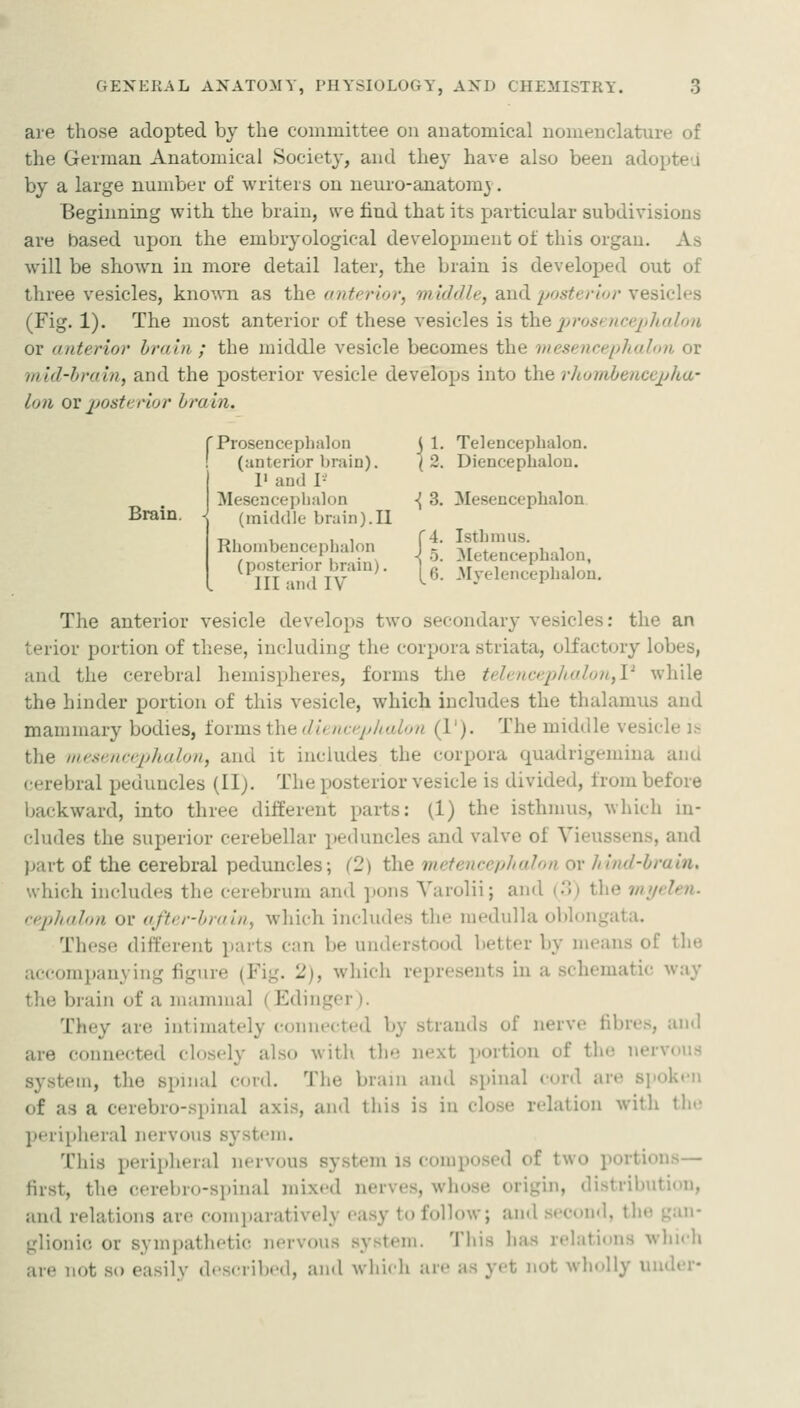 are those adopted by the committee on anatomical nomenclature of the German Anatomical Society, and they have also been adoptea by a large number of writers ou neuro-anatora} . Beginning with the brain, we find that its particular subdivisions are based upon the embryological development of this organ. As will be shown in more detail later, the brain is developed out of three vesicles, known as the anterior, middle, and posterior vesicles (Fig. 1). The most anterior of these vesicles is the ^:>?'ost'«ce/^/taZo« or anterior brain ; the middle vesicle becomes the weseneephahni or inid-hrain, and the posterior vesicle develops into thQ rltombencejjha- Ion ov piosterior brain. Brain. fProsenceplialon ! (anterior brain). I' and I- Mesencephalon (middle brain).II Rhombencephalon (posterior brain). Ill and IV ^ 1. Telencephalon. ( 2. Diencepbalon. ■{ 3. Mesencephalon 4. Isthmus. 5. Metencephalon, 6. Myelencephalon. The anterior vesicle develops two secondary vesicles: the an terior portion of these, including the corpora striata, olfactory lobes, and the cerebral hemispheres, forms the telencep]ialon,V while the hinder portion of this vesicle, which includes the thalamus and mammary bodies, ioima the diencf^p/talon (1'). The middle vesicle i.>; the nie.sena-jjhulon, and it includes the corpora quadrigemiua and cerebral peduncles (II). The posterior vesicle is divided, from before backward, into three different parts: (1) the isthmus, which in- cludes the superior cerebellar peduncles and valve of Vieussens, and jjart of the cerebral peduncles; (2) the metenceplialon or /rind-brain. which includes the cerebrum and ]K)ns Varolii; and (o) the myelen. i-cphalon or after-brain, which includes the medulla oblongata. These different parts can be understood better by means of the .i.companying figure (Fig. 2), which represents in a schematic way the brain of a mammal (Edinger). They are intimately connected by strands of nerve fibres, and are connected closely also with the next portion of the nervous system, the spinal cord. The brain and spinal cord are spoki'u of as a cerebro-spinal axis, and this is in close relation with the p«n'ii)heral nervous system. This peripheral nervous system is composed of two portions— first, the cerebrij-spinal mixed nerves, whose origin, distribution, and relations are comitaratively easy to follow; and s('con<l, the gan- glionic or sympathetic nervous system. This has relations wliich are not so easily described, and wliich are as yet not wholly under-