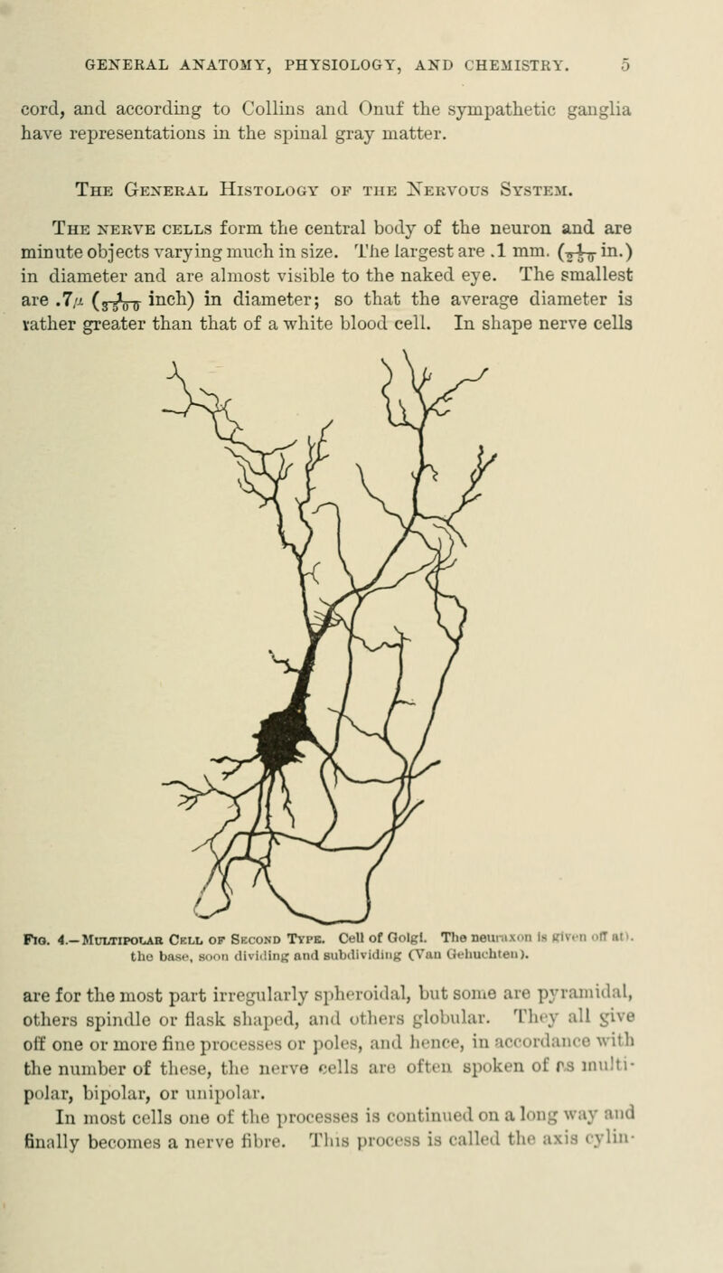 cord, and according to Collins and Onuf the sympathetic ganglia have representations ia the spinal gray matter. The General Histology of the Xervous System. The xerve cells form the central body of the neuron and are minute objects varying much in size. Tiie largest are .1 mm. (^-l-j- in.) in diameter and are almost visible to the naked eye. The smallest are .7,a (^-gVir inch) in diameter; so that the average diameter is vather greater than that of a white blood cell. In shape nerve cells Fio. 4.-Multipolar Cell of- Second Type. Cell of Golgl. The neunixon Is (rlvt-n off at), the base, soon dividing and subdividing (Vau Uehuchten). are for the most part irregularly spheroidal, but sonie are pyramidal, others spindle or flask shaped, and others globular. They all ^i\e olf one or more fine processes or poles, and hence, in accordance with the number of these, the nerve cells are often spoken of r-s multi- polar, bipolar, or unipolar. In most cells one of the processes is continued on a long way and finally becomes a nerve fibre. Tins process is called the axis cylia-