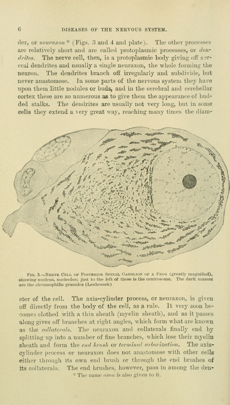der, or neuraxon * (Figs. 3 and 4 and plate). The other processes are relativel}^ short and are called protoplasmic processes, or den- drites. The nerve cell, then, is a protoplasmic body giving off s3V- eral dendrites and usually a single neuraxon, the whole forming the neuron. The dendrites branch off irregularly and subdivide, but never anastomose. In some parts of the nervous system they have upon them little nodules or bu.ds, and in the cerebral and cerebellar cortex these are so numerous as to give them the appearance of bud- ded stalks. The dendrites are usually not very long, but in some cells they extend a very great Avay, reaching many times the diam- .-:-^' Fig. 5.—Nerve CELh op Posterior Spinal Oanglion of a Froq (greatly magnified), showing nucleus, nucleolus; just to the left of these is the centrosome. The dark masses are the chromophilic granules (Lenhossek) eter of the cell. The axis-cylinder process, or neuraxon, is given off directly from the body of the cell, as a rule. It very soon be- comes clothed with a tlii)i sheath (myelin sheath), and as it passes along gives off branches at right angles, which form what are known as the coUaterals. The neuraxon and collaterals finally end by splitting up into a number of fine branches, which lose their myelin sheath and form the end. brush or tcrmiiKil (irhorization. The axis- cylinder process or neuraxon does not anastomose with other cells either through its own end brush or through the end brushes of its collaterals. The end brusheS; however, pass in among the den-  The name ti.rfni is also given to it.