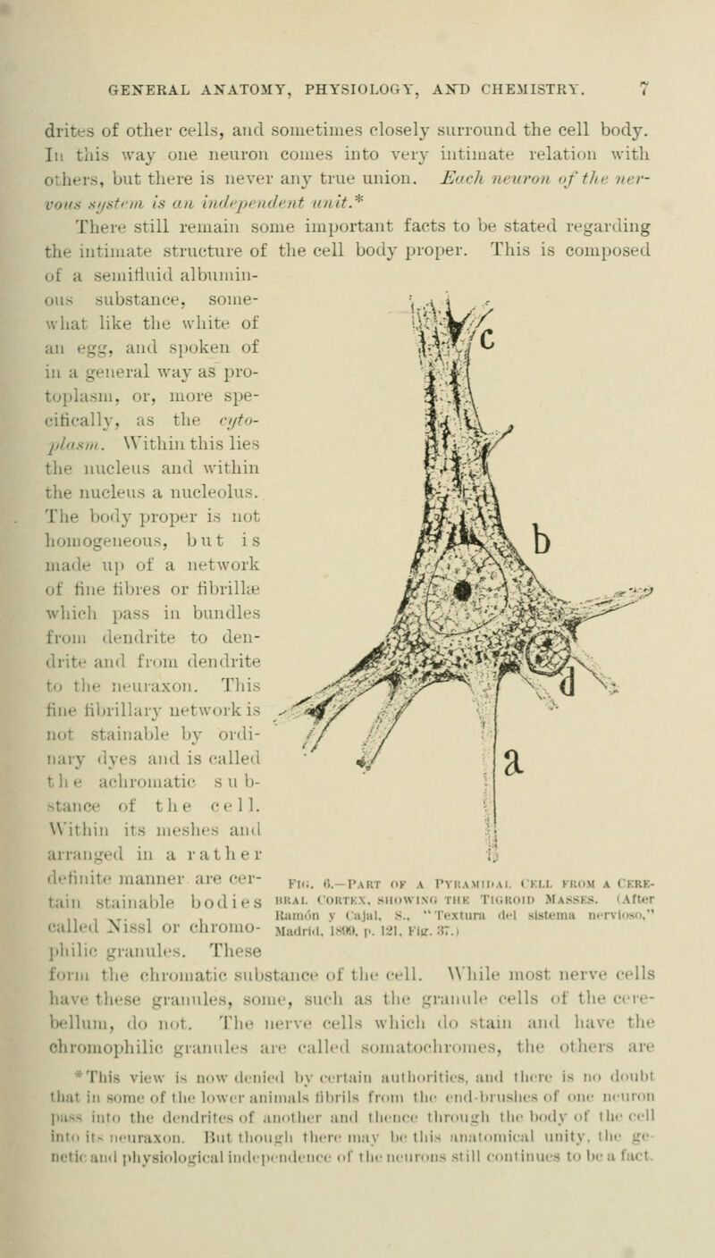 r^-yp drites of other cells, and sometimes closely surround the cell body. Ill this way one neuron comes into very intimate relation with others, but there is never any true union. Each neuron of the ner- vous sijstevi is ail independent unit.* There still remain some important facts to be stated regarding the intimate structure of the cell body proper. This is composed of a semitiuid albunun- ous substance, some- what like the white of an egg, and S}token of in a general way as pro- toplasm, or, more spe- cifically, as the ^yto- idosiH. Within this lies the nucleus and within the nucleus a nucleolus. The body proper is not homogeneous, but is made u}) of a network of fine fibres or fibrilke which pass in bundles from dendrite to den- drite and from dendrite to tlie Jit'uraxon. This fine fibrillary network is not stainable by ordi- nary dyes and is called t li e achromatic s u Ij- stancc of the cell. Witliin its ineshes and arranged in a rather dehnitc manner are cer- p„; c._p;vrt of a pvkamikai. ckll kkom a cf.re- tain stainable bodies »*'■ cortkx, .><ii()\vixfi thk TKiRoin ma.ssks. (After , Ramon v Cajal, S., Textura <1<1 sisteina lu-rviosn, called >iissl or chromo- Madri.i, ison. p. 121. fkt. 37.) pliilic granules. These form the cliromatic svibstance of the cell. W'liile most nerve cells have these granules, some, such as the granule cells of the cere- bellum, do not. Tlie nerve cells which do stain and have the chromophilic granules an^ called sonuitochronies, the others are *Tlns view is now (Iciiicd by ccrtaiii suillinrilics, and liicrc is no doultt that ill some of tiic lower aiiinials liliriis from tiic eii(l-l)nisiies of one neuron pass into the dendrites of anotlier ami Ihenee tliroui^h tiie body of tiie<-ell into its iieuraxon. But tlioiiirii tlw-re may l)e this analoniieal unity, the ge- netic and pliysiological independence of tlie neurons still continues to be a fact.