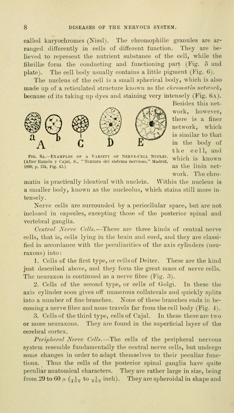 Fig. 6a.—Examples of a Variety of Nerve-Cell Nuclei. (After Ram6n y Cajal, S.,  Textura del sistema nervioso, Madrid, 1899, p. 134, Fig. 4:!.) called karyocliromes (ISTissl). The chromophilic granules are ar- ranged differently in cells of different function. They are be- lieved to represent the nutrient substance of the cell, while the fibrilke form the conducting and functioning part (Fig. 5 and plate). The cell body usually contains a little pigment (Fig. 6). The nucleus of the cell is a small s})herieal body, which is also made up of a reticulated structure known as the chromatin network, because of its taking up dyes and staining very intensely (Fig, (Ja). Besides this net- y\ /^J>fr^ work, however, there is a finer network, which J >v;x_p>r \;j^'/k^ ^^ similar to that rj j) £ in the body of the cell, and which is known as the linin net- work. The chro- matin is practically identical with nuclein. Within the nucleus is a smaller body, known as the nucleolus, which stains still more in- tensely. Nerve cells are surrounded by a i)ericellular space, but are not inclosed in capsules, excepting those of the posterior spinal and vertebral ganglia. Central Nerve Cells.—There are three kinds of central nerve cells, that is, cells lying in the brain and cord, and they are classi- fied in accordance with the peculiarities of the axis cylinders (neu- raxoiis) into: 1. Cells of the first type, or cells of Deiter. These are the kind just described above, and they form the great mass of nerve cells. The neuraxou is continued as a nerve fibre (Fig. o). 2. Cells of the second type, or cells of Golgi. In these the axis cylinder soon gives off numerous collaterals and quickly splits into a number of fine branches. Kone of these branches ends in be- coming a nerve fibre and none travels far from the cell body (Fig. 4). 3. Cells of the third type, cells of Cajal. In these there are two or more neuraxoiis. They are found in the superficial layer of the cerebral cortex. Peripheral Nerve Cells.—The cells of the peripheral nervous system resemble fundamentally the central nerve cells, but undergo some changes in order to adapt themselves to their peculiar func- tions. Thus the cells of the posterior spinal ganglia have quite peculiar anatomical characters. They are rather large in size, being from 29 to 60 ,a {-^^^-^ to -^-^ inch). They are spheroidal in shape and