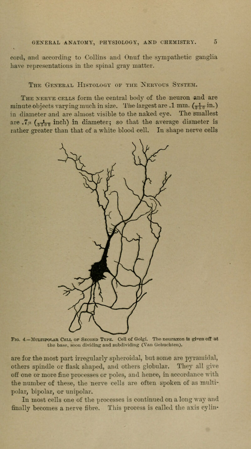 cord, and according to Collins and Onuf the sympathetic ganglia have representations in the spinal gray matter. The General Histology of the Xervous System. The nerve cells form the central body of the neuron and are minute objects varying much in size. The largest are .1 mm. (j^- in.) in diameter and are almost visible to the naked eye. The smallest are .7// (3-=Vir incn) iQ diameter; so that the average diameter is rather greater than that of a white blood cell. In shape nerve cells Fig. 4.—Multipolar Cell op Second Type. Cell of Golgi. The neuraxon la gl^en off at the base, soon dividing and subdividing (Van Gehuchten). are for the most part irregularly spheroidal, but some are pyramidal, others spindle or flask shaped, and others globular. They all give off one or more fine processes or poles, and hence, in accordance with the number of these, the nerve cells are often spoken of as multi- polar, bipolar, or unipolar. In most cells one of the processes is continued on a long way and finally becomes a nerve fibre. This process is called the axis cylin-
