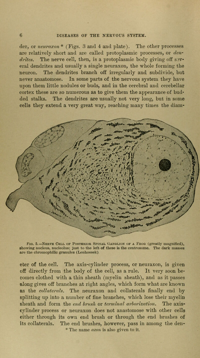 der, or neuraxon * (Figs. 3 and 4 and plate). The other processes are relatively short and are called protoplasmic processes, or den- drites. The nerve cell, then, is a protoplasmic body giving off ssv- eral dendrites and usually a single neuraxon, the whole forming the neuron. The dendrites branch off irregularly and subdivide, but never anastomose. In some parts of the nervous system they have upon them little nodules or buds, and in the cerebral and cerebellar cortex these are so numerous as to give them the appearance of bud- ded stalks. The dendrites are usually not very long, but in some cells they extend a very great way, reaching many times the diam- \*r* *y*&**»- -•V BIN 4si ^«.4*w4»*-' ******* j,******* ^JP*' Fig. 5.—Nerve Cell of Posterior Spinal Ganglion of a Frog (greatly magnified), showing nucleus, nucleolus; just to the left of these is the centrosome. The dark masses are the chromophilic granules (Lenhossek). eter of the cell. The axis-cylinder process, or neuraxon, is given off directly from the body of the cell, as a rule. It very soon be- comes clothed with a thin sheath (myelin sheath), and as it passes along gives off branches at right angles, which form what are known as the collaterals. The neuraxon and collaterals finally end by splitting up into a number of fine branches, which lose their myelin sheath and form the end brush or terminal arborization. The axis- cylinder process or neuraxon does not anastomose with other cells either through its own end brush or through the end brushes of its collaterals. The end brushes, however, pass in among the den- * The name axon is also given to it.