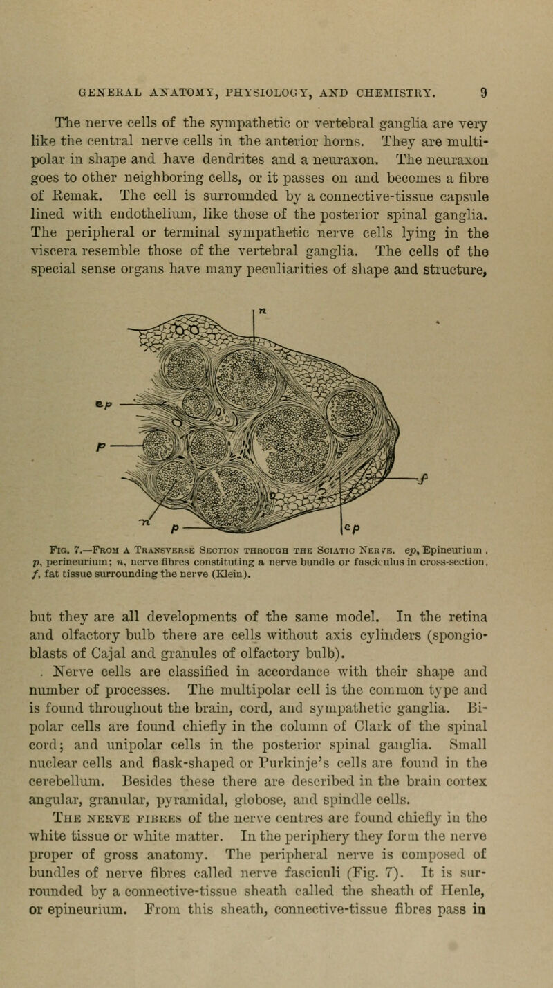 The nerve cells of the sympathetic or vertebral ganglia are very like the central nerve cells in the anterior horns. They are multi- polar in shape and have dendrites and a neuraxon. The neuraxon goes to other neighboring cells, or it passes on and becomes a fibre of Reinak. The cell is surrounded by a connective-tissue capsule lined with endothelium, like those of the posterior spinal ganglia. The peripheral or terminal sympathetic nerve cells lying in the viscera resemble those of the vertebral ganglia. The cells of the special sense organs have many peculiarities of shape and structure, Fig. 7.—From a Transverse Section through the Sciatic Ner je. ep, Epineurium . p, perineurium; n. nerve fibres constituting a nerve bundle or fasciculus in cross-sectiou, /, fat tissue surrounding the nerve (Klein). but they are all developments of the same model. In the retina and olfactory bulb there are cells without axis cylinders (spongio- blasts of Cajal and granules of olfactory bulb). . Nerve cells are classified in accordance with their shape and number of processes. The multipolar cell is the common type and is found throughout the brain, cord, and sympathetic ganglia. Bi- polar cells are found chiefly in the column of Clark of the spinal cord; and unipolar cells in the posterior spinal ganglia. .Small nuclear cells and flask-shaped or Purkinje's cells are found in the cerebellum. Besides these there are described in the brain cortex angular, granular, pyramidal, globose, and spindle cells. The nerve fiuuks of the nerve centres are found chiefly iu the white tissue or white matter. In the periphery they form the nerve proper of gross anatomy. The peripheral nerve is composed of bundles of nerve fibres called nerve fasciculi (Fig. 7). It is sur- rounded by a connective-tissue sheath called the sheath of Henle, or epineurium. From this sheath, connective-tissue fibres pass in