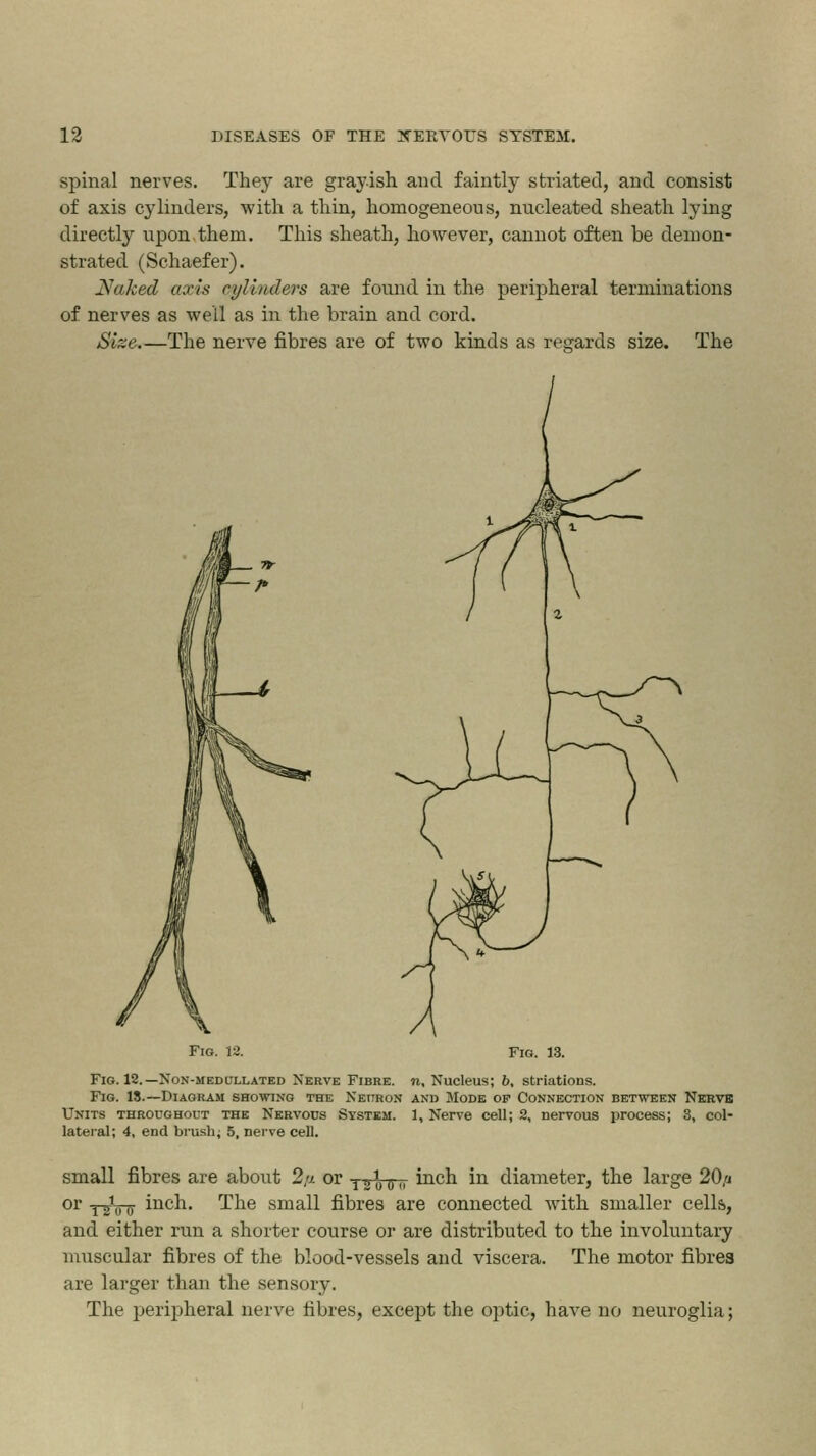 spinal nerves. They are grayish and faintly striated, and consist of axis cylinders, with a thin, homogeneous, nucleated sheath lying directly upon them. This sheath, however, cannot often be demon- strated (Schaefer). Naked axis cylinders are found in the peripheral terminations of nerves as well as in the brain and cord. Size The nerve fibres are of two kinds as regards size. The Fig. 12. Fig. 13. Fig. 12.— Non-medullated Nerve Fibre, n. Nucleus; 6, striations. Fig. 13.—Diagram showing the Neuron and Mode of Connection between Nervb Units throughout the Nervous System. 1, Nerve cell; 2, nervous process; 3, col- lateral; 4, end brush; 5, nerve cell. small fibres are about 2,a or j 5 * 6 „ inch in diameter, the large 20/j or y-jVzr inch. The small fibres are connected with smaller cells, and either run a shorter course or are distributed to the involuntary muscular fibres of the blood-vessels and viscera. The motor fibres are larger than the sensory. The peripheral nerve fibres, except the optic, have no neuroglia;