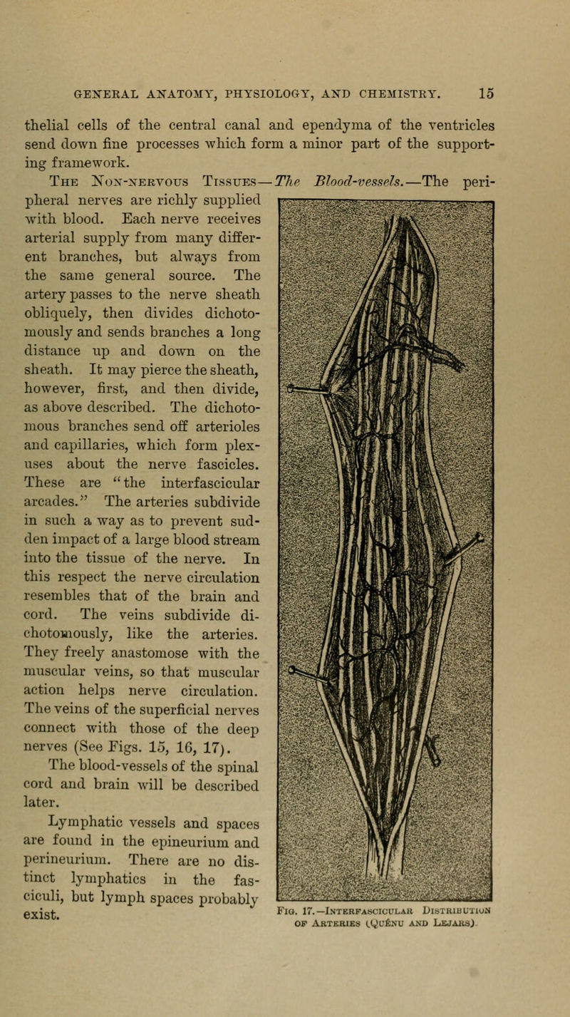 thelial cells of the central canal and ependyma of the ventricles send down fine processes which form a minor part of the support- ing framework. The Nox-xervous Tissues—The Blood-vessels.—The peri- pheral nerves are richly supplied with blood. Each nerve receives arterial supply from many differ- ent branches, but always from the same general source. The artery passes to the nerve sheath obliquely, then divides dichoto- mously and sends branches a long distance up and down on the sheath. It may pierce the sheath, however, first, and then divide, as above described. The dichoto- mous branches send off arterioles and capillaries, which form plex- uses about the nerve fascicles. These are the interfascicular arcades. The arteries subdivide in such a way as to prevent sud- den impact of a large blood stream into the tissue of the nerve. In this respect the nerve circulation resembles that of the brain and cord. The veins subdivide di- chotomously, like the arteries. They freely anastomose with the muscular veins, so that muscular action helps nerve circulation. The veins of the superficial nerves connect with those of the deep nerves (See Figs. 15, 16, 17). The blood-vessels of the spinal cord and brain will be described later. Lymphatic vessels and spaces are found in the epineurium and perineurium. There are no dis- tinct lymphatics in the fas- ciculi, but lymph spaces probably exist. Fl°- l--JNrERKASCI(Jl-LAlt DttTHIBOIl of Arteries (.ycENU asd LejarsJ