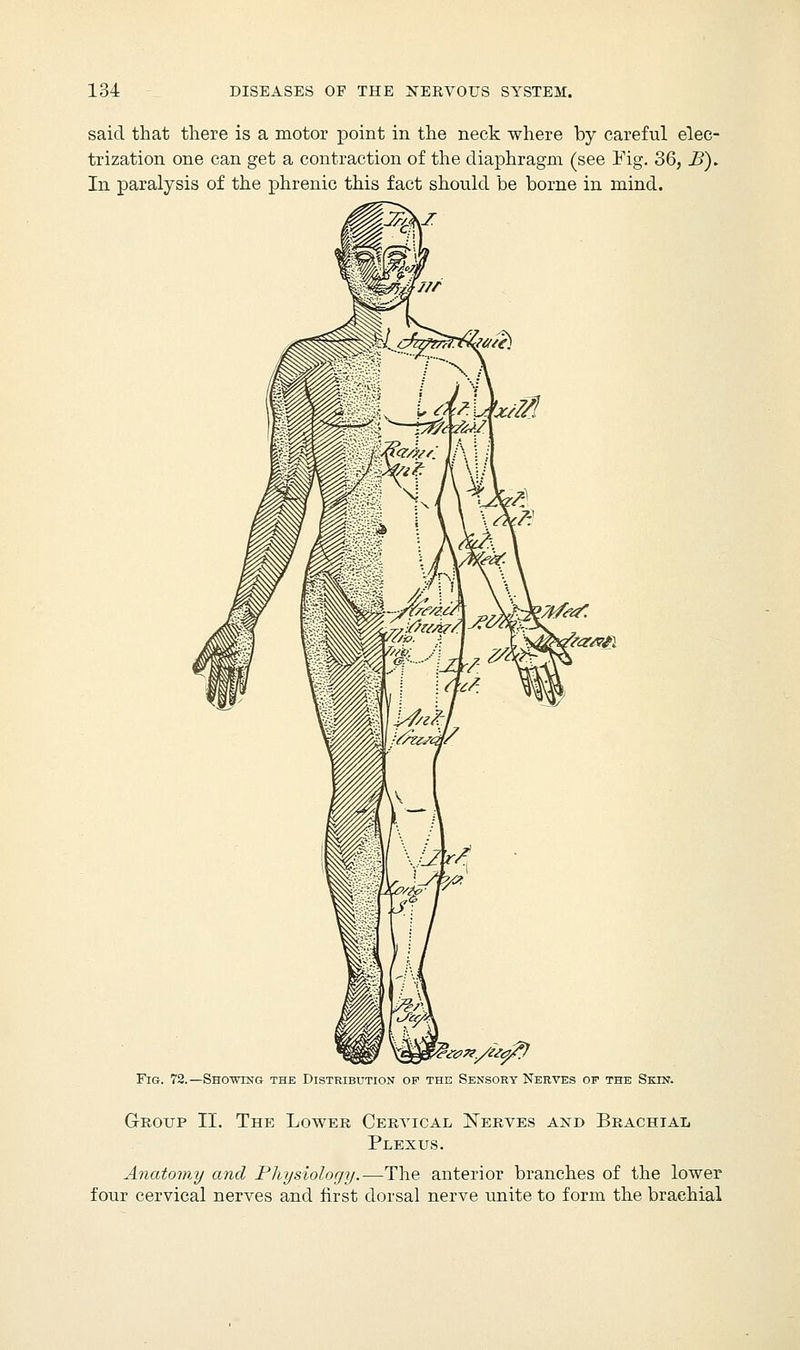 said that there is a motor point in the neck where by careful elec- trization one can get a contraction of the diaphragm (see Fig. 36, B). In paralysis of the phrenic this fact should be borne in mind. Fig. 73.—Showing the Distribution op the Sensory Nerves of the Skin. Group II. The Lower Cervical Nerves and Brachial Plexus. Anatomy and Physiology.—The anterior branches of the lower four cervical nerves and first dorsal nerve unite to form the brachial