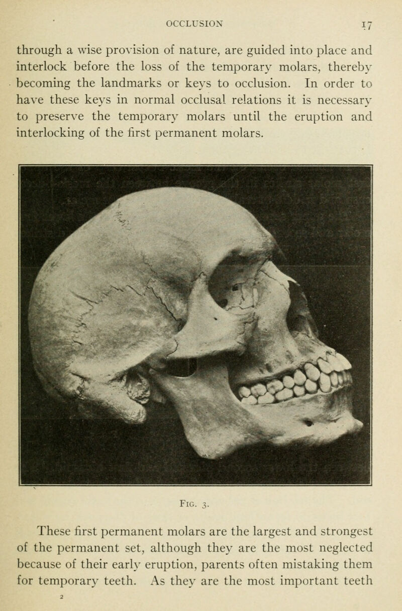 through a wise provision of nature, are guided into place and interlock before the loss of the temporary molars, thereby becoming the landmarks or keys to occlusion. In order to have these keys in normal occlusal relations it is necessary to preserve the temporary molars until the eruption and interlocking of the first permanent molars. Fig. 3. These hrst permanent molars are the largest and strongest of the permanent set, although they are the most neglected because of their early eruption, parents often mistaking them for temporary teeth. As they are the most important teeth