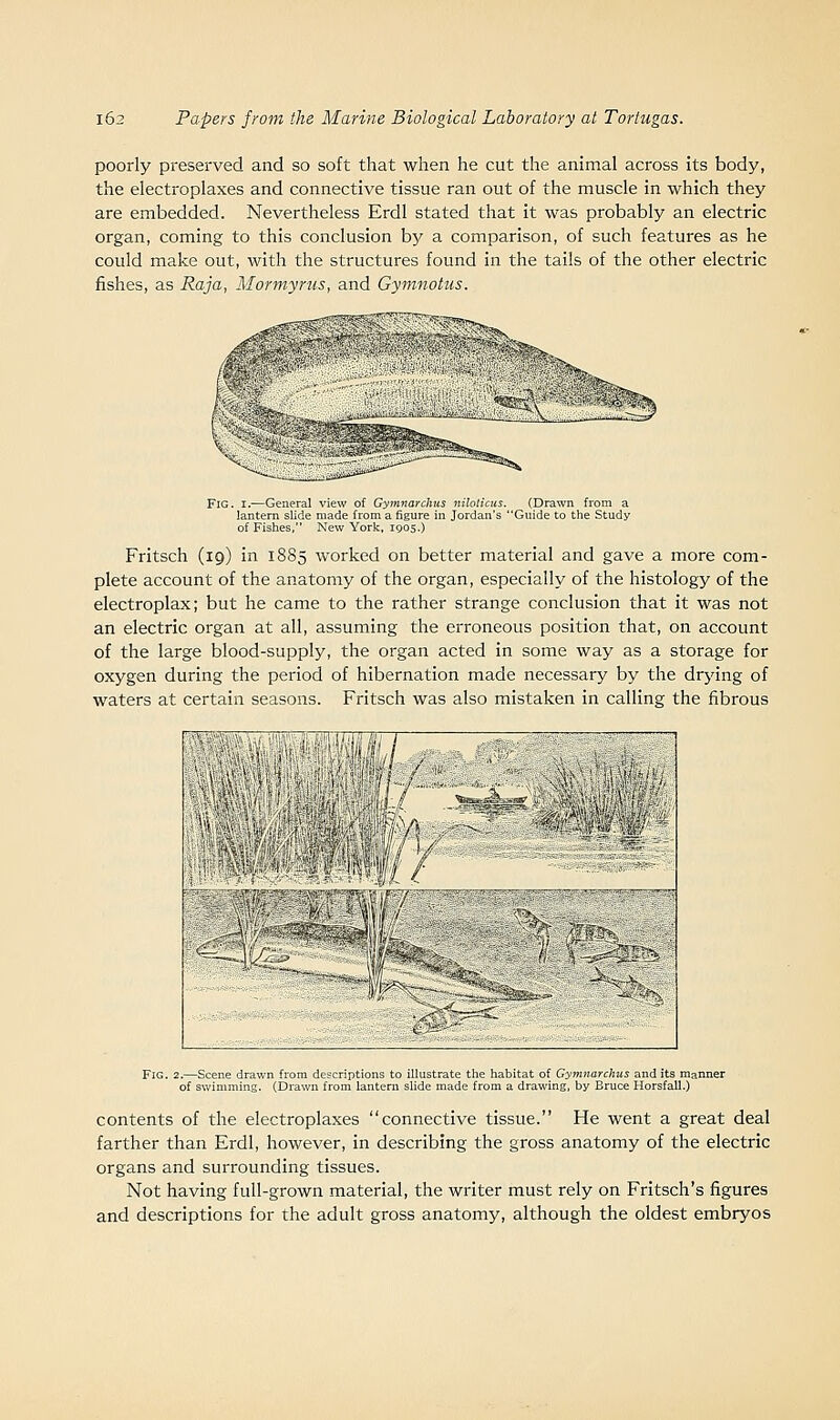 poorly preserved and so soft that when he cut the animal across its body, the electroplaxes and connective tissue ran out of the muscle in which they are embedded. Nevertheless Erdl stated that it was probably an electric organ, coming to this conclusion by a comparison, of such features as he could make out, with the structures found in the tails of the other electric fishes, as Raja, Mormyrus, and Gymnotus. Fig. I.—General view of Gymnarchus nilolicns. (Drawn from a lantern slide made from a figure in Jordan's Guide to the Study of Fishes, New York, 190s.) Fritsch (19) in 1885 worked on better material and gave a more com- plete account of the anatomy of the organ, especially of the histology of the electroplax; but he came to the rather strange conclusion that it was not an electric organ at all, assuming the erroneous position that, on account of the large blood-supply, the organ acted in some way as a storage for oxygen during the period of hibernation made necessary by the drying of waters at certain seasons. Fritsch was also mistaken in calling the fibrous Fig. 2.—Scene drawn from descriptions to illustrate the habitat of Gymnarchus and its manner of swimming. (Drawn from lantern slide made from a drawing, by Bruce Horstall.) contents of the electroplaxes connective tissue. He went a great deal farther than Erdl, however, in describing the gross anatomy of the electric organs and surrounding tissues. Not having full-grown material, the writer must rely on Fritsch's figures and descriptions for the adult gross anatomy, although the oldest embryos