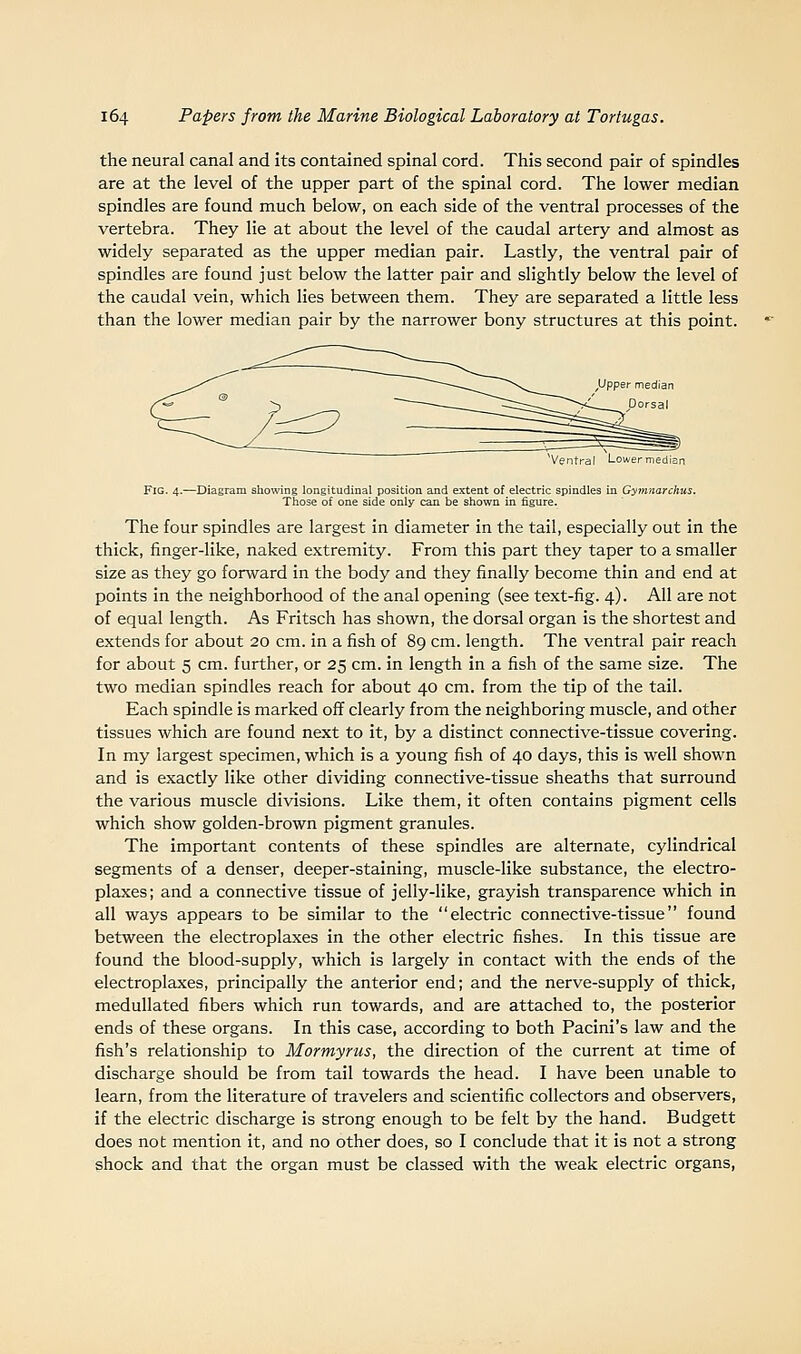 the neural canal and its contained spinal cord. This second pair of spindles are at the level of the upper part of the spinal cord. The lower median spindles are found much below, on each side of the ventral processes of the vertebra. They lie at about the level of the caudal artery and almost as widely separated as the upper median pair. Lastly, the ventral pair of spindles are found just below the latter pair and slightly below the level of the caudal vein, which lies between them. They are separated a little less than the lower median pair by the narrower bony structures at this point. ,Upper median Dorsal Ventral Lower median Fig. 4.—Diagram showing longitudinal position and extent of electric spindles in Gymnarchus. Those of one side only can be shown in figure. The four spindles are largest in diameter in the tail, especially out in the thick, finger-like, naked extremity. From this part they taper to a smaller size as they go forward in the body and they finally become thin and end at points in the neighborhood of the anal opening (see text-fig. 4). All are not of equal length. As Fritsch has shown, the dorsal organ is the shortest and extends for about 20 cm. in a fish of 89 cm. length. The ventral pair reach for about 5 cm. further, or 25 cm. in length in a fish of the same size. The two median spindles reach for about 40 cm. from the tip of the tail. Each spindle is marked off clearly from the neighboring muscle, and other tissues which are found next to it, by a distinct connective-tissue covering. In my largest specimen, which is a young fish of 40 days, this is well shown and is exactly like other dividing connective-tissue sheaths that surround the various muscle divisions. Like them, it often contains pigment cells which show golden-brown pigment granules. The important contents of these spindles are alternate, cylindrical segments of a denser, deeper-staining, muscle-like substance, the electro- plaxes; and a connective tissue of jelly-like, grayish transparence which in all ways appears to be similar to the electric connective-tissue found between the electroplaxes in the other electric fishes. In this tissue are found the blood-supply, which is largely in contact with the ends of the electroplaxes, principally the anterior end; and the nerve-supply of thick, medullated fibers which run towards, and are attached to, the posterior ends of these organs. In this case, according to both Pacini's law and the fish's relationship to Mormyrus, the direction of the current at time of discharge should be from tail towards the head. I have been unable to learn, from the literature of travelers and scientific collectors and observers, if the electric discharge is strong enough to be felt by the hand. Budgett does not mention it, and no other does, so I conclude that it is not a strong shock and that the organ must be classed with the weak electric organs,