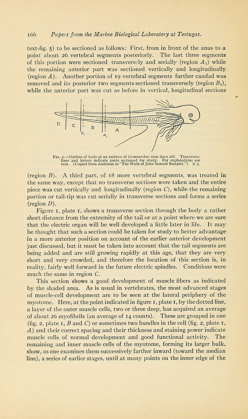 text-fig. 5) to be sectioned as follows: First, from in front of the anus to a point about 26 vertebral segments posteriorly. The last three segments of this portion were sectioned transversely and serially (region A-^ while the remaining anterior part was sectioned vertically and longitudinally (region A). Another portion of 19 vertebral segments further caudad was removed and its posterior two segments sectioned transversely (regional), while the anterior part was cut as before in vertical, longitudinal sections Fig. 5.—Outline of body of an embryo of Gymnarchus nine days old. Transverse lines and letters indicate parts sectioned for study. For explanations see text. (Copied from Assheton in The Work of John Samuel Budgett.) X S. (region B). A third part, of 18 more vertebral segments, was treated in the same way, except that no transverse sections were taken and the entire piece was cut vertically and longitudinally (region C), while the remaining portion or tail-tip was cut serially in transverse sections and forms a series (region D). Figure i, plate i, shows a transverse section through the body a rather short distance from the extremity of the tail or at a point where we are sure that the electric organ will be well developed a little later in life. It may be thought that such a section could be taken for study to better advantage in a more anterior position on account of the earlier anterior development just discussed, but it must be taken into account that the tail segments are being added and are still growing rapidly at this age, that they are very short and very crowded, and therefore the location of this section is, in reality, fairly well forward in the future electric spindles. Conditions were much the same in region C. This section shows a good development of muscle fibers as indicated by the shaded area. As is usual in vertebrates, the most advanced stages of muscle-cell development are to be seen at the lateral periphery of the myotome. Here, at the point indicated in figure i, plate i, by the dotted line, a layer of the outer muscle cells, two or three deep, has acquired an average of about 26 myofibrils (an average of 14 counts). These are grouped in one (fig. 2, plate I, B and C) or sometimes two bundles in the cell (fig. 2, plate i, A) and their correct spacing and their thickness and staining power indicate muscle cells of normal development and good functional activity. The remaining and inner muscle cells of the myotome, forming its larger bulk, show, as one examines them successively farther inward (toward the median line), a series of earlier stages, until at many points on the inner edge of the