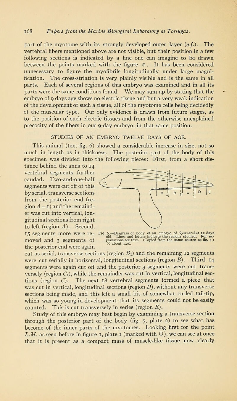 part of the myotome with its strongly developed outer layer {o.f.). The vertebral fibers mentioned above are not visible, but their position in a few following sections is indicated by a line one can imagine to be drawn between the points marked with the figure ©. It has been considered unnecessary to figure the myofibrils longitudinally under large magni- fication. The cross-striation is very plainly visible and is the same in all parts. Each of several regions of this embryo was examined and in all its parts were the same conditions found. We may sum up by stating that the embryo of 9 days age shows no electric tissue and but a very weak indication of the development of such a tissue, all of the myotome cells being decidedly of the muscular type. Our only evidence is drawn from future stages, as to the position of such electric tissues and from the otherwise unexplained precocity of the fibers in our 9-day embryo, in that same position. STUDIES OF AN EMBRYO TWELVE DAYS OF AGE. This animal (text-fig. 6) showed a considerable increase in size, not so much in length as in thickness. The posterior part of the body of this specimen was divided into the following pieces: First, from a short dis- tance behind the anus to 14 vertebral segments further caudad. Two-and-one-half segments were cut off of this by serial, transverse sections from the posterior end (re- gion ^ — i) and the remaind- er was cut into vertical, lon- gitudinal sections from right to left (region A). Second, 15 segments more were re- moved and 3 segments of the posterior end were again cut as serial, transverse sections (region Bi) and the remaining 12 segments were cut serially in horizontal, longitudinal sections (region B). Third, 14 segments were again cut off and the posterior 3 segments were cut trans- versely (region Ci), while the remainder was cut in vertical, longitudinal sec- tions (region C). The next 18 vertebral segments formed a piece that was cut in vertical, longitudinal sections (region D), without any transverse sections being made, and this left a small bit of somewhat curled tail-tip, which was so young in development that its segments could not be easily counted. This is cut transversely in series (region E). Study of this embryo may best begin by examining a transverse section through the posterior part of the body (fig. 5, plate 2) to see what has become of the inner parts of the myotomes. Looking first for the point L.M. as seen before in figure i, plate i (marked with O), we can see at once that it is present as a compact mass of muscle-like tissue now clearly Fig. 6.—Diagram of body of an embryo of Gymnarchtu 12 days old. Lines and letters indicate the regions studied. For ex- planations see text. (Copied from the same source as fig. 5.) X about 3.2s.
