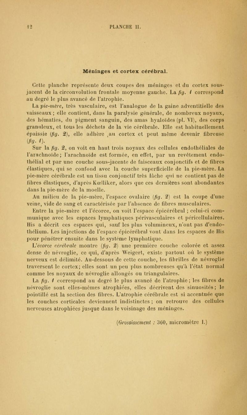 Méninges et cortex cérébral. Celle planche rcprosenle deux coupes des méninges et du corlex sous- jacent de la circonvolulion frontale moyenne gauche. La fig. i correspond au degré le plus avancé de l'atrophie. La pie-mère, très vasculaire, est l'analogue de la gaine adventilielle des vaisseaux ; elle contient, dans la paral)'Sie générale, de nombreux noyaux, des hématies, du pigment sanguin, des amas hyaloïdes (pi. VI), des corps granuleux, et tous les déchets de la vie cérébrale. Elle est habituellement épaissie {fig. 2), elle adhère ,au cortex et peut même devenir fibreuse Sur la fig. 2, on voit en haut trois noyaux des cellules endothéliales de l'arachnoïde; l'arachnoïde est formée, en effet, par un revêtement endo- Ihélial et par une couche sous-jacente de faisceaux conjonctifs et de fibres élastiques, qui se confond avec la couche superficielle de la pie-mère. La pie-mère cérébrale est un tissu conjonctif très lâche qui ne contient pas de fibres élastiques, d'api'ès Kœiliker, alors que ces dernières sont abondantes dans la pie-mère de la moelle. Au milieu de la pie-mère, l'espace ovalaire [fig. 2) est la coupe d'une veine, vide de sang et caractérisée par l'absence de fibres musculaires. Entre la pie-mère et l'écorce, on voit l'espace épicérébral ; celui-ci com- munique avec les espaces lymphatiques périvasculaires et péricellulaires. His a décrit ces espaces qui, sauf les plus volumineux, n'ont pas d'endo- thélium. Les injections de l'espace épicérébral vont dans les espaces de His pour pénétrer ensuite dans le systf'me lymphatique. L'c'coj'ce cérébrale montre (fig. 2) une première couche colorée et assez dense de névroglie, ce qui, d'après Weigert, existe partout où le système nerveux est délimité. Au-dessous de cette couche, les fibrilles de névroglie traversent le cortex; elles sont un peu plus nombreuses qu'à l'état normal comme les noyaux de névroglie allongés ou triangulaires. La fig. 1 correspond au degré le plus avancé de l'atrophie ; les fibres de névroglie sont elles-mêmes atrophiées, elles décrivent des sinuosités; le pointillé est la section des fibres. L'atrophie cérébrale est si accentuée que les couches corticales deviennent indistinctes ; on retrouve des cellules nerveuses atrophiées jusque dans le voisinage des méninges.