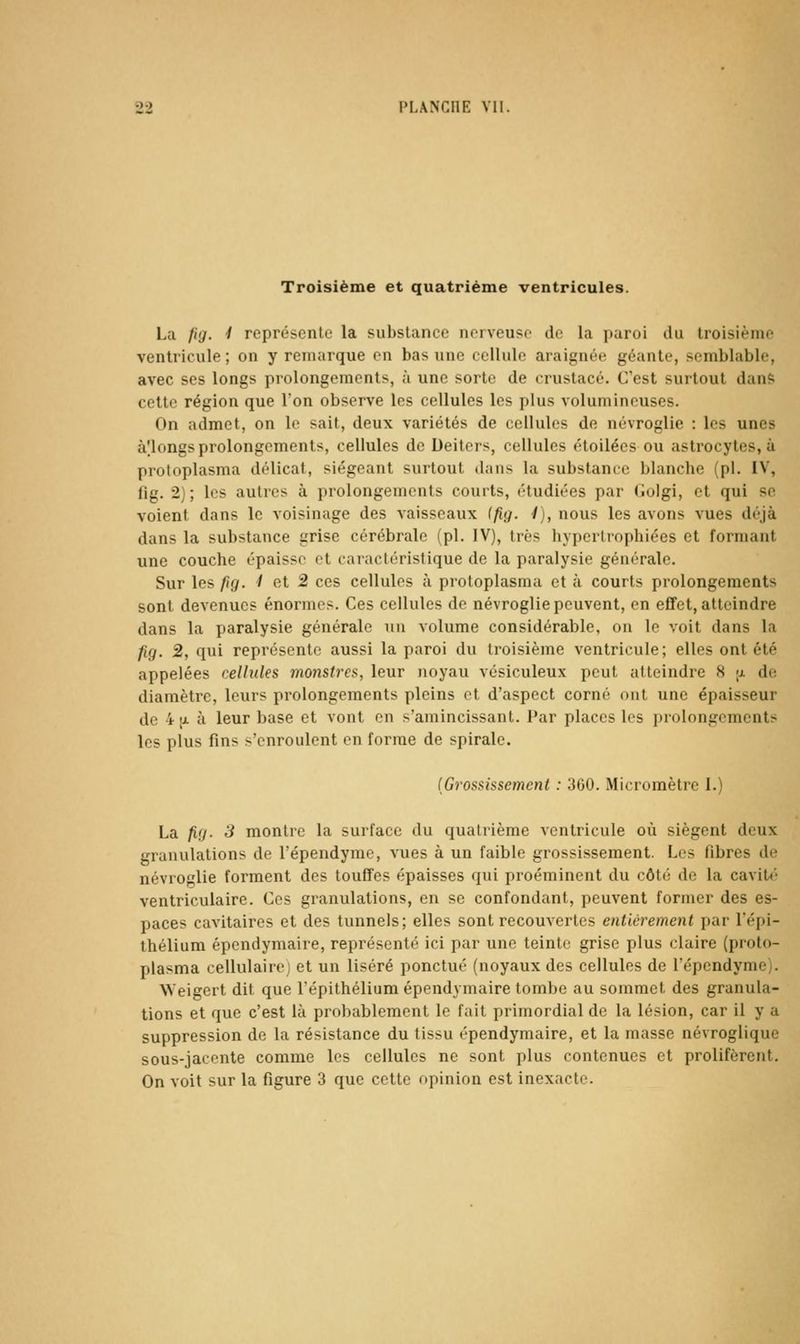 Troisième et quatrième ventricules. La fig. i représente la substance nerveuse do la paroi du troisième ventricule; on y remarque en bas une cellule araignée géante, semblable, avec ses longs prolongements, à une sorte de cruslacé. C'est surtout dan& cette région que l'on observe les cellules les plus volumineuses. On admet, on le sait, deux variétés de cellules de névroglie : les unes à'.longs prolongements, cellules de Deiters, cellules étoilées ou astrocytes, à protoplasma délicat, siégeant surtout dans la substance blanche (pi. IV, fig. 2); les autres à prolongements courts, étudiées par Golgi, et qui se voient dans le voisinage des vaisseaux {fig. 1), nous les avons vues déjà dans la substance grise cérébrale (pi. IV), très hypertrophiées et formant une couche épaisse et caractéristique de la paralysie générale. Sur les ftg. I et 2 ces cellules à protoplasma et à courts prolongements sont devenues énormes. Ces cellules de névroglie peuvent, en efïet, atteindre dans la paralysie générale nu volume considérable, on le voit dans la fig. 2, qui représente aussi la paroi du troisième ventricule; elles ont été appelées cellules monstres, leur noyau vésiculeux peut atteindre 8 ;j. de diamètre, leurs prolongements pleins et d'aspect corné ont une épaisseur de 4 a à leur base et vont en s'amincissant. Par places les prolongements les plus fins s'enroulent en forme de spirale. (Grossissement : 300. Micromètre I.) La fig. 3 montre la surface du quatrième ventricule où siègent deux granulations de l'épendyme, vues à un faible grossissement. Les fibres de névroglie forment des touffes épaisses qui proéminent du côté de la cavité ventriculaire. Ces granulations, en se confondant, peuvent former des es- paces cavitaires et des tunnels; elles sont recouvertes entièrement par Tépi- thélium épendymaire, représenté ici par une teinte grise plus claire (proto- plasma cellulaire: et un liséré ponctué (noyaux des cellules de l'épendyme). Weigert dit que Tépithélium épendymaire tombe au sommet des granula- tions et que c'est là probablement le fait primordial de la lésion, car il y a suppression de la résistance du tissu épendymaire, et la masse névroglique sous-jacente comme les cellules ne sont plus contenues et prolifèrent.