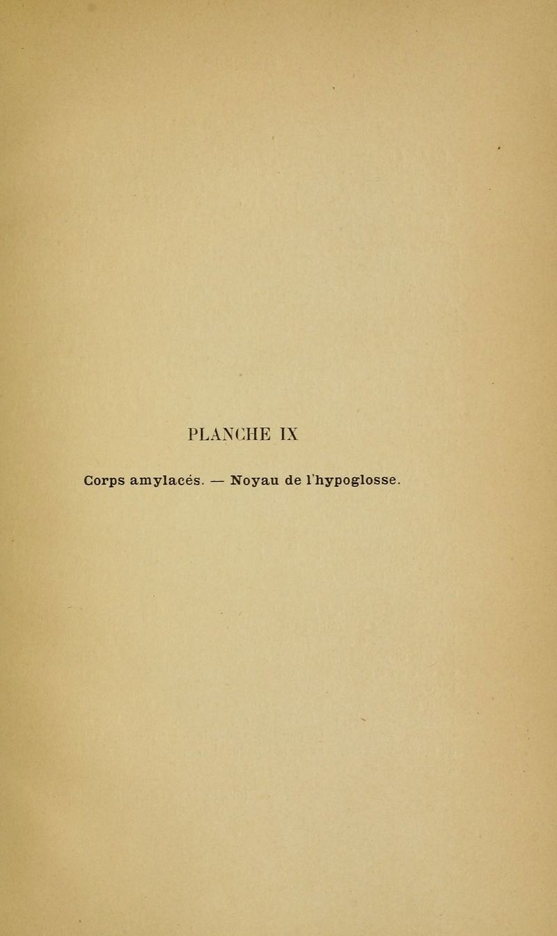 PLAxNCHE IX Corps amylacés. — Noyau de l'hypoglosse.