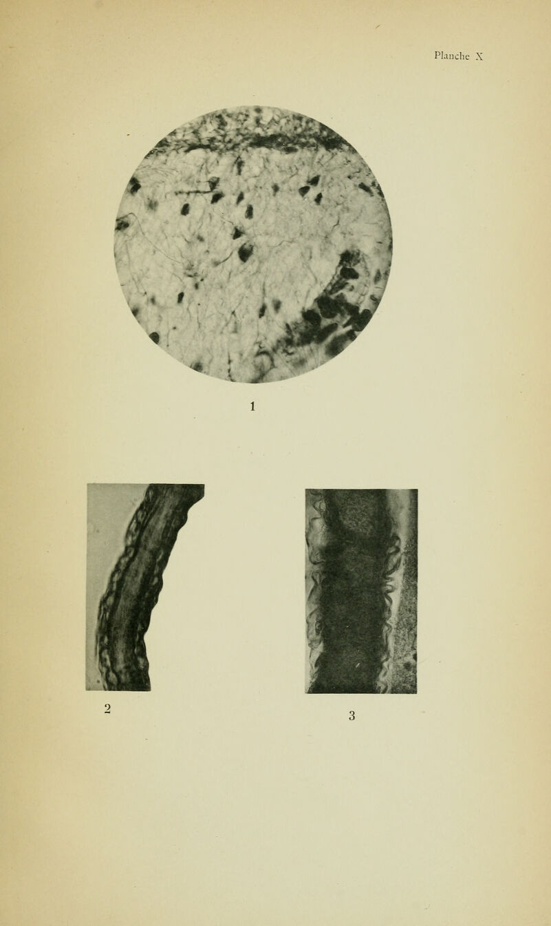 ^<' ^4>i^S> Xr>i ^ I 1