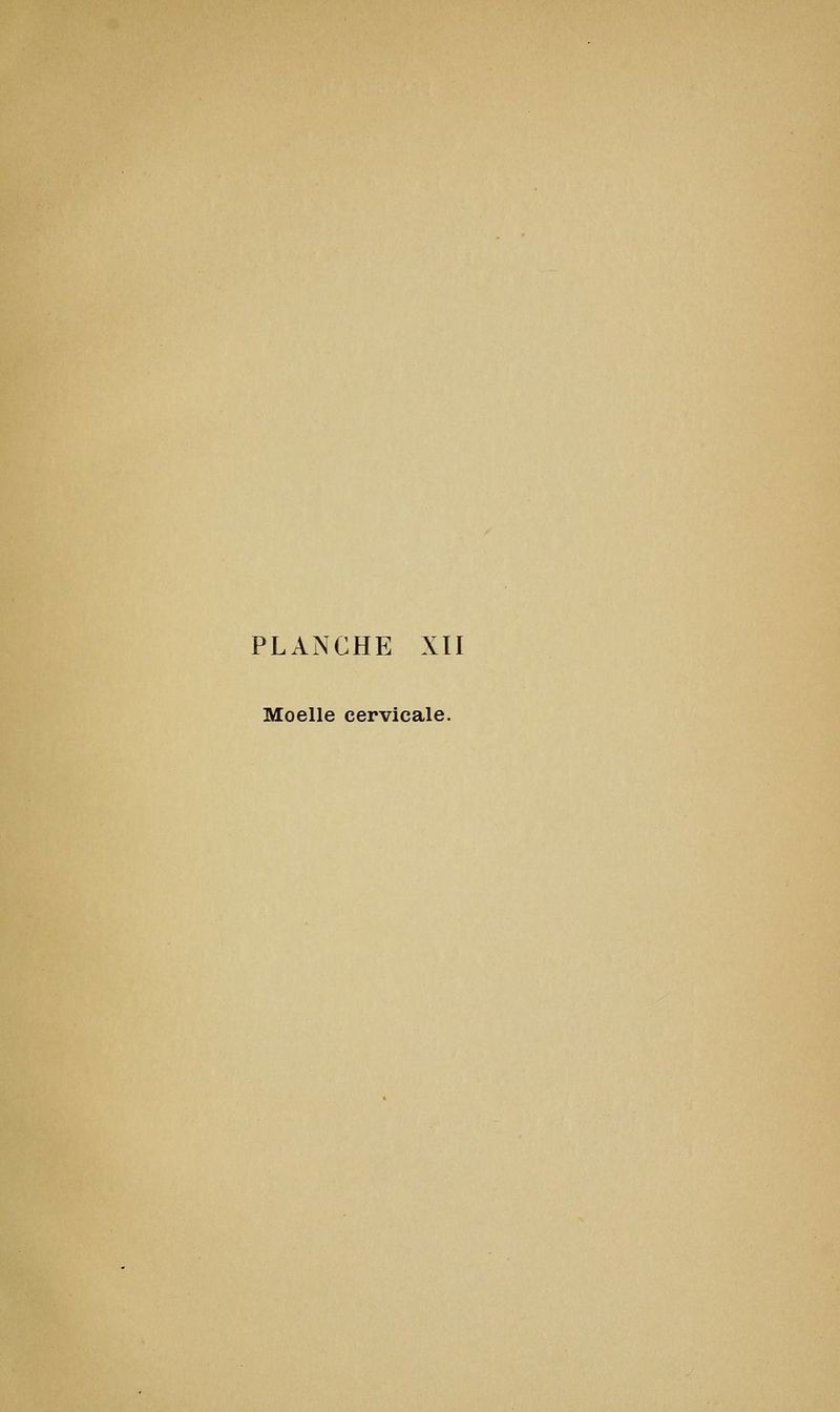 PLANCHE XII Moelle cervicale.