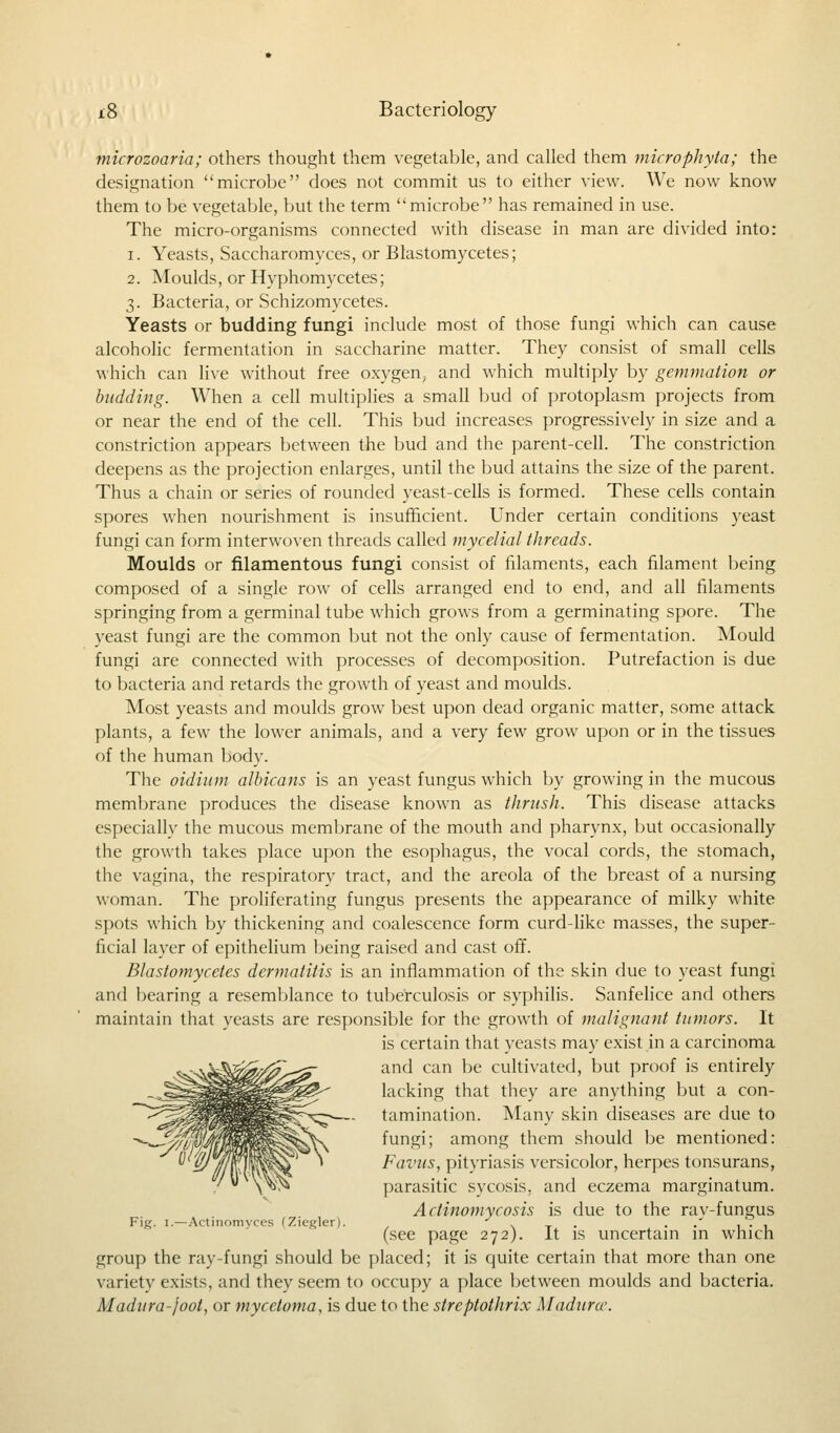 microzoaria; others thought them vegetable, and called them microphyta; the designation microbe does not commit us to either view. We now know them to be vegetable, but the term microbe has remained in use. The micro-organisms connected with disease in man are divided into: i. Yeasts, Saccharomyces, or Blastomycetes; 2. Moulds, or Hvphomycetes; 3. Bacteria, or Schizomycetes. Yeasts or budding fungi include most of those fungi which can cause alcoholic fermentation in saccharine matter. They consist of small cells which can live without free oxygen, and which multiply by gemmation or budding. When a cell multiplies a small bud of protoplasm projects from or near the end of the cell. This bud increases progressively in size and a constriction appears between the bud and the parent-cell. The constriction deepens as the projection enlarges, until the bud attains the size of the parent. Thus a chain or series of rounded yeast-cells is formed. These cells contain spores when nourishment is insufficient. Under certain conditions yeast fungi can form interwoven threads called mycelial threads. Moulds or filamentous fungi consist of filaments, each filament being composed of a single row of cells arranged end to end, and all filaments springing from a germinal tube which grows from a germinating spore. The yeast fungi are the common but not the only cause of fermentation. Mould fungi are connected with processes of decomposition. Putrefaction is due to bacteria and retards the growth of yeast and moulds. Most yeasts and moulds grow best upon dead organic matter, some attack plants, a few the lower animals, and a very few grow upon or in the tissues of the human body. The oidium albicans is an yeast fungus which by growing in the mucous membrane produces the disease known as thrush. This disease attacks especially the mucous membrane of the mouth and pharynx, but occasionally the growth takes place upon the esophagus, the vocal cords, the stomach, the vagina, the respiratory tract, and the areola of the breast of a nursing woman. The proliferating fungus presents the appearance of milky white spots which by thickening and coalescence form curd-like masses, the super- ficial layer of epithelium being raised and cast off. Blastomycetes dermatitis is an inflammation of the skin due to yeast fungi and bearing a resemblance to tuberculosis or syphilis. Sanfelice and others maintain that yeasts are responsible for the growth of malignant tumors. It is certain that yeasts may exist in a carcinoma and can be cultivated, but proof is entirely lacking that they are anything but a con- tamination. Many skin diseases are due to fungi; among them should be mentioned: Favus, pityriasis versicolor, herpes tonsurans, parasitic sycosis, and eczema marginatum. Actinomycosis is due to the rav-fungus Fig. 1.—Actinomyces (Ziegler). . ..',.. (see page 272). It is uncertain in which group the ray-fungi should be placed; it is quite certain that more than one variety exists, and they seem to occupy a place between moulds and bacteria. Madura-joot, or mycetoma, is due to the streptothrix Madura'.