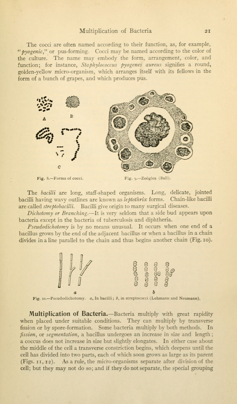 The cocci are often named according to their function, as, for example,  pyogenic, or pus-forming Cocci may be named according to the color of the culture. The name may embody the form, arrangement, color, and function; for instance, Staphylococcus pyogenes aureus signifies a round, golden-yellow micro-organism, which arranges itself with its fellows in the form of a bunch of grapes, and which produces pus. '.VC'* Ji! 'AT-' % &h «1 7- t Fig. S.—Forms of cocci. Fig. 9.—Zoogiea iBall.i. The bacilli are long, staff-shaped organisms. Long, delicate, jointed bacilli having wavy outlines are known as leptothrix forms. Chain-like bacilli are called streptobacilli. Bacilli give origin to many surgical diseases. Dichotomy or Branching.—It is very seldom that a side bud appears upon bacteria except in the bacteria of tuberculosis and diphtheria. Pseudodichotomy is by no means unusual. It occurs when one end of a bacillus grows by the end of the adjacent bacillus or when a bacillus in a chain divides in a line parallel to the chain and thus begins another chain (Fig. 10). J 1 J J y Q\ a> 99 a Fig. 10.—Pseudodichotomy. a, In bacilli; 6, in streptococci (Lehmann and Neumann). .Multiplication of Bacteria.—Bacteria multiply with great rapidity when placed under suitable conditions. They can multiply by transverse fission or by spore-formation. Some bacteria multiply by both method-. In fission, or segmentation, a bacillus undergoes an increase in size and length; a coccus does not increase in size but slightly elongates. In either case about the middle of the cell a transverse constriction begins, which deepens until the cell has divided into two parts, each of which soon grows as large as its parent (Figs. 11,12). As a rule, the micro-organisms separate after division of the cell; but they may not do so; and if they do not separate, the special grouping