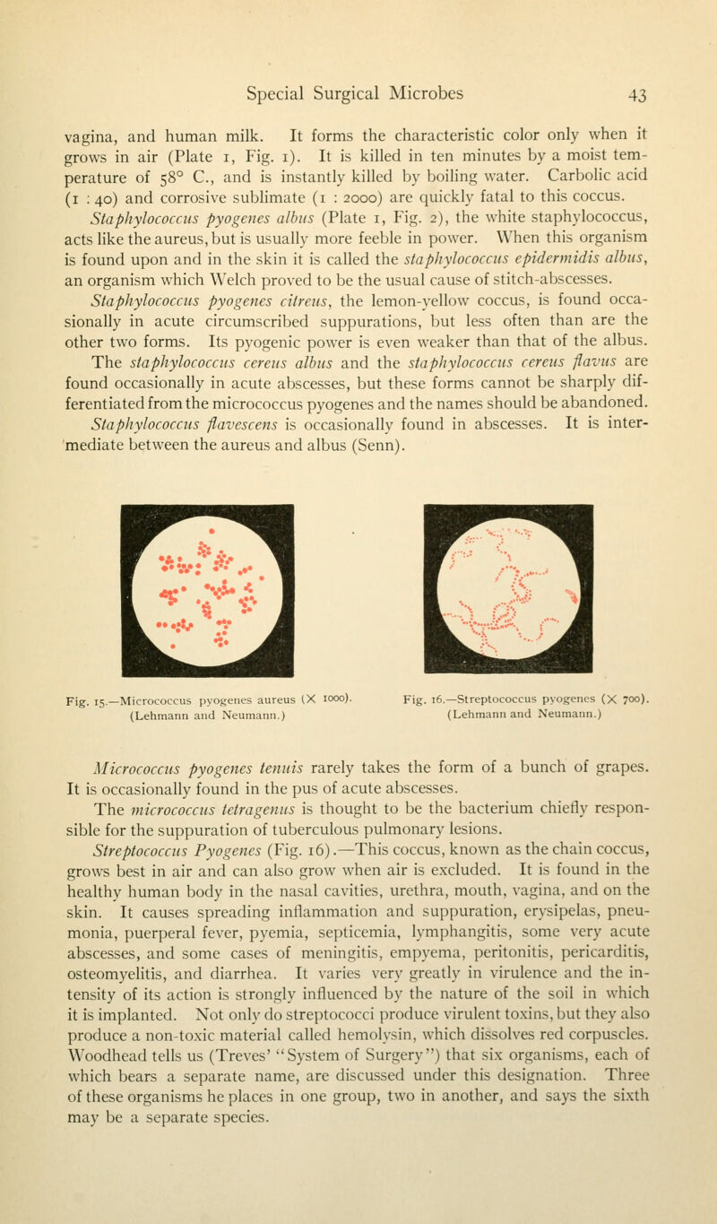 vagina, and human milk. It forms the characteristic color only when it grows in air (Plate i, Fig. i). It is killed in ten minutes by a moist tem- perature of 580 C, and is instantly killed by boiling water. Carbolic acid (1 : 40) and corrosive sublimate (1 : 2000) are quickly fatal to this coccus. Staphylococcus pyogenes albus (Plate 1, Fig. 2), the white staphylococcus, acts like the aureus, but is usually more feeble in power. When this organism is found upon and in the skin it is called the staphylococcus epidermidis albus, an organism which Welch proved to be the usual cause of stitch-abscesses. Staphylococcus pyogenes citreus, the lemon-yellow coccus, is found occa- sionally in acute circumscribed suppurations, but less often than are the other two forms. Its pyogenic power is even weaker than that of the albus. The staphylococcus cereus albus and the staphylococcus cereus flavus are found occasionally in acute abscesses, but these forms cannot be sharply dif- ferentiated from the micrococcus pyogenes and the names should be abandoned. Staphylococcus flavescens is occasionally found in abscesses. It is inter- mediate between the aureus and albus (Senn). I , *■ Fig. 15.—Micrococcus pyogenes aureus (X iooo). Fig. 16.— Streptococcus pyogenes (X 7°°)- (Lehmann and Neumann.) (Lehmann and Neumann.) Micrococcus pyogenes tenuis rarely takes the form of a bunch of grapes. It is occasionally found in the pus of acute abscesses. The micrococcus tetragenus is thought to be the bacterium chiefly respon- sible for the suppuration of tuberculous pulmonary lesions. Streptococcus Pyogenes (Fig. 16) .—This coccus, known as the chain coccus, grows best in air and can also grow when air is excluded. It is found in the healthy human body in the nasal cavities, urethra, mouth, vagina, and on the skin. It causes spreading inflammation and suppuration, erysipelas, pneu- monia, puerperal fever, pyemia, septicemia, lymphangitis, some very acute abscesses, and some cases of meningitis, empyema, peritonitis, pericarditis, osteomyelitis, and diarrhea. It varies very greatly in virulence and the in- tensity of its action is strongly influenced by the nature of the soil in which it is implanted. Not only do streptococci produce virulent toxins, but they also produce a non-toxic material called hemolysin, which dissolves red corpuscles. Woodhead tells us (Treves' System of Surgery) that six organisms, each of which bears a separate name, are discussed under this designation. Three of these organisms he places in one group, two in another, and says the sixth may be a separate species.