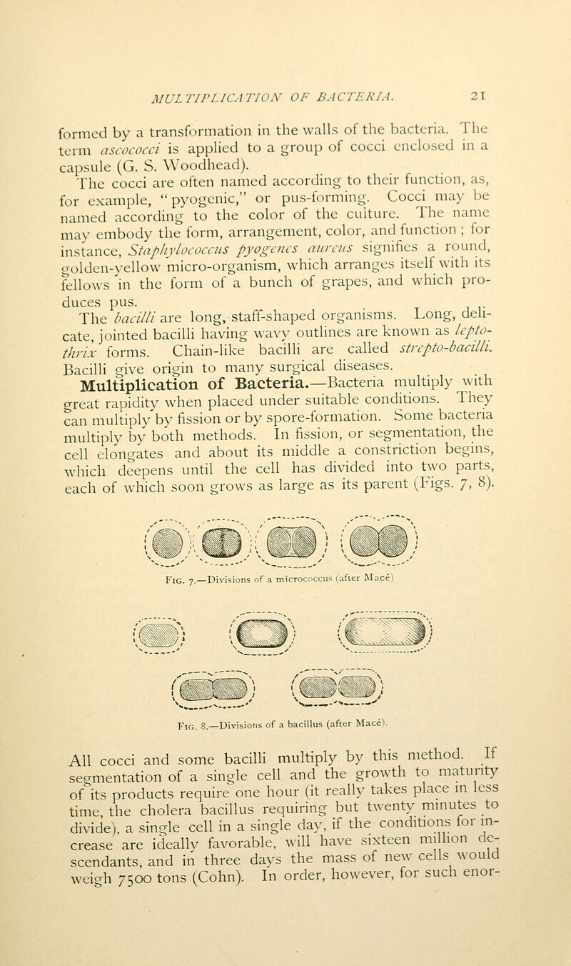 formed by a transformation in the walls of the bacteria. The term ascococci is applied to a group of cocci enclosed in a capsule (G. S. Woodhead). The cocci are often named according to their function, as, for example, pyogenic, or pus-forming. Cocci may be named according to the color of the culture. The name may embody the form, arrangement, color, and function ; for instance, Staphylococais pyogenes aureus signifies a round, crolden-yellow micro-organism, which arranges itself with its fellows 'in the form of a bunch of grapes, and which pro- duces pus. The baeilli d.re long, staff-shaped organisms. Long, deli- cate, jointed bacilli having wavy outlines are known as lepto- thrix forms. Chain-like bacilli are called strcpto-bacilli. Bacilli give origin to many surgical diseases. Multiplication of Bacteria.—Bacteria multiply with great rapidity when placed under suitable conditions. They can multiply by fission or by spore-formation. Some bacteria multiply by both methods. In fission, or segmentation, the cell elongates and about its middle a constriction begins, which deepens until the cell has divided into two parts, each of which soon grows as large as its parent (Figs. 7, 8). Fig. 7.—Divisions of a micrococcus (after Mace) Fig. 8.—Divisions of a bacillus (after Mace). All cocci and some bacilli multiply by this method. If segmentation of a single cell and the growth to maturity of its products require one hour (it really takes place in less time the cholera bacillus requiring but twenty minutes to divide), a single cell in a single day, if the conditions for in- crease are ideally favorable, will have sixteen mi lion de- scendants, and in three days the mass of new cells would weigh 7500 tons (Cohn). In order, however, for such enor-
