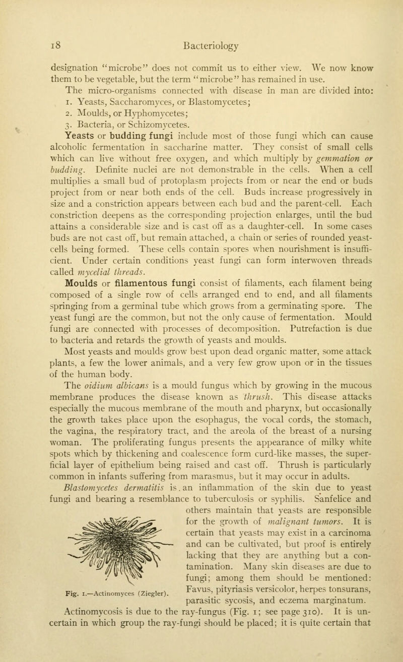 designation microbe does not commit us to either view. We now know them to be vegetable, but the term microbe has remained in use. The micro-organisms connected with disease in man are divided into: 1. Yeasts, Saccharomyces, or Blastomycetes; 2. Moulds, or Hx'phomycetes; 3. Bacteria, or Schizomycetes. Yeasts or budding fungi include most of those fungi which can cause alcoholic fermentation in saccharine matter. They consist of small cells which can live without free oxygen, and which multiply by gemmation or budding. Definite nuclei are not demonstrable in the cells. When a cell multii)lies a small bud of protoplasm projects from or near the end or buds project from or near both ends of the cell. Buds increase progressively in size and a constriction appears between each bud and the parent-cell. Each constriction deepens as the corresponding projection enlarges, until the bud attains a considerable size and is cast off as a daughter-cell. In some cases buds are not cast off, but remain attached, a chain or series of rounded yeast- cells being formed. These cells contain spores when nourishment is insut^- cient. Under certain conditions yeast fungi can form interwoven threads called mycelial threads. Moulds or filamentous fungi consist of filaments, each filament being composed of a single row of cells arranged end to end, and all filaments springing from a germinal tube which grows from a germinating spore. The yeast fungi are the common, but not the only cause of fermentation. Mould fungi are connected with processes of decomposition. Putrefaction is due to bacteria and retards the growth of yeasts and moulds. Most yeasts and moulds grow best upon dead organic matter, some attack plants, a few the lower animals, and a ver)- few grow upon or in the tissues of the human body. The oidiiim albicans is a mould fungus which by growing in the mucous membrane produces the disease known as thrush. This disease attacks especially the mucous membrane of the mouth and pharynx, but occasionally the growth takes place upon the esophagus, the vocal cords, the stomach, the vagina, the respirator)' tract, and the areola of the breast of a nursing woman. The proliferating fungus presents the appearance of milky white spots which by thickening and coalescence form curd-like masses, the super- ficial layer of epitheUum being raised and cast off. Thrush is particularly common in infants suffering from marasmus, but it may occur in adults. Blastomycetes dermatitis is. an inflammation of the skin due to yeast fungi and bearing a resemblance to tuberculosis or sj-philis. Sanfelice and others maintain that yeasts are responsible for the growth of malignant tumors. It is certain that yeasts may exist in a carcinoma and can be cultivated, but proof is entirely lacking that they are anything but a con- tamination. Manv skin diseases are due to fungi; among them should be mentioned: Actinomyces fZiegler). Favus, pityriasis versicolor, herpes tonsurans, parasitic sycosis, and eczema marginatum. Actinomycosis is due to the ray-fungus (Fig. i; see page 310). It is un- certain in which group the ray-fungi should be placed; it is quite certain that