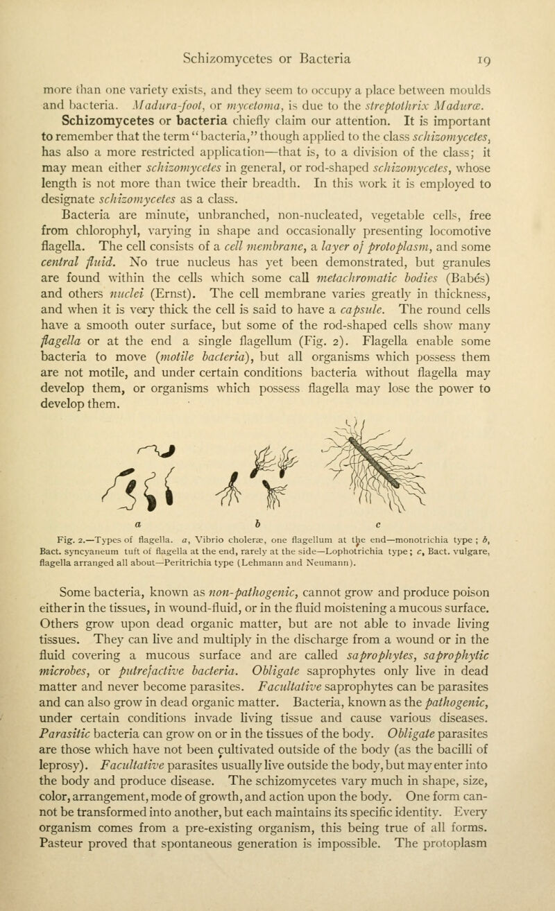 more than one variety exists, and they seem to occupy a place between moulds and Ixicteria. Madura-foot, or mycetoma, is due to the streplolhrix Madura. Schizomycetes or bacteria chiefly claim our attention. It is important to remember that the term  bacteria, though applied to the class schizomycetes^ has also a more restricted application—that is, to a division of the class; it may mean either schizomycetes in general, or rod-shaped schizomycetes, whose length is not more than twice their breadth. In this work it is employed to designate schizomycetes as a class. Bacteria are minute, unbranched, non-nucleated, vegetable cells, free from chlorophyl, varying in shape and occasionally presenting locomotive fiagella. The cell consists of a cell membrane, a layer of protoplasm, and some central fluid. No true nucleus has yet been demonstrated, but granules are found within the cells which some call metacJiromatic bodies (Babes) and others nuclei (Ernst). The cell membrane varies greatly in thickness, and when it is very thick the cell is said to have a capsule. The round cells have a smooth outer surface, but some of the rod-shaped cells show many fiagella or at the end a single flagellum (Fig. 2). Fiagella enable some bacteria to move (motile bacteria), but all organisms which possess them are not motile, and under certain conditions bacteria without fiagella may develop them, or organisms which possess fiagella may lose the power to develop them. ^ii Fig. 2.—Types of fiagella. a, \'ibrio cholerae, one flagellum at the end—monotrichia type ; d, Bact. syncyaneuni tuft of fiagella at the end, rarely at the side—Lophotrichia type; c, Bact. vulgare, fiagella arranged all about—Peritrichia type (Lehmann and Neumann). Some bacteria, known as non-pathogenic, cannot grow and produce poison either in the tissues, in wound-fluid, or in the fluid moistening a mucous surface. Others grow upon dead organic matter, but are not able to invade living tissues. They can live and multiply in the discharge from a wound or in the fluid covering a mucous surface and are called saprophytes, saprophytic microbes, or putrefactive bacteria. Obligate saprophytes only live in dead matter and never become parasites. Facultative saprophytes can be parasites and can also grow in dead organic matter. Bacteria, knowTi as the pathogenic, under certain conditions invade living tissue and cause various diseases. Parasitic bacteria can grow on or in the tissues of the body. Obligate parasites are those which have not been cultivated outside of the bodv (as the bacilli of leprosy). Facultative parasites usually live outside the body, but may enter into the body and produce disease. The schizomycetes vary much in shape, size, color, arrangement, mode of growth, and action upon the body. One form can- not be transformed into another, but each maintains its specific identity. Every organism comes from a pre-existing organism, this being true of all forms. Pasteur proved that spontaneous generation is impossible. The protoplasm