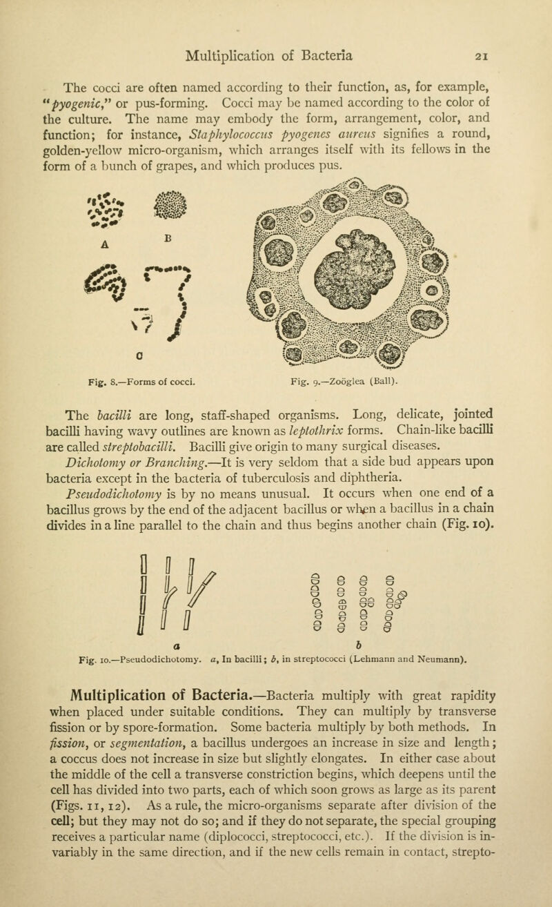 The cocci are often named according to their function, as, for example, pyogenic  or pus-forming. Cocci may be named according to the color of the culture. The name may embody the form, arrangement, color, and function; for instance, Staphylococcus pyogenes aureus signifies a round, golden-yellow micro-organism, which arranges itself with its fellows in the form of a bunch of grapes, and which produces pus. ^^^ 5« iI^fViMJlSS* Fig. 8.—Forms of cocci. -■'■ \^ Fig. 9.—Zooglea (Ball). The bacilli are long, staff-shaped organisms. Long, delicate, jointed bacilli having wavy outlines are known as leptothrix forms. Chain-like bacilli are called streptohacilli. Bacilli give origin to many surgical diseases. Dichotomy or Branching.—It is very seldom that a side bud appears upon bacteria except in the bacteria of tuberculosis and diphtheria. Pseudodichotomy is by no means unusual. It occurs when one end of a bacillus grows by the end of the adjacent bacillus or when a bacillus in a chain divides in a line parallel to the chain and thus begins another chain (Fig. 10). D B II II Lff B I 5 J' o 8 Fig. 10.—Pseudodichotomy. a. In bacilli; b, in streptococci (Lehmann and Neumann). JVluItiplication of Bacteria.—Bacteria multiply with great rapidity when placed under suitable conditions. They can multiply by transverse fission or by spore-formation. Some bacteria multiply by both methods. In fission, or segmentation, a bacillus undergoes an increase in size and length; a coccus does not increase in size but slightly elongates. In either case about the middle of the cell a transverse constriction begins, which deepens until the cell has divided into two parts, each of which soon grows as large as its parent (Figs. 11,12). As a rule, the micro-organisms separate after division of the cell; but they may not do so; and if they do not separate, the special grouping receives a particular name (diplococci, streptococci, etc.). If the division is in- variably in the same direction, and if the new cells remain in contact, strepto-