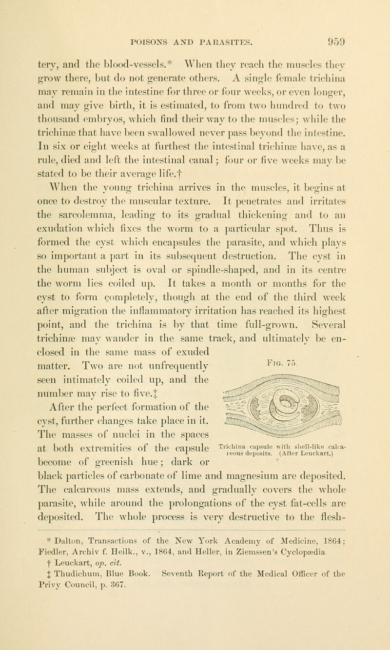 tery, and the blood-vessels.* When they rcaeh the muscles they grow there, but do not generate others. A single female triehina may remain in the intestine for three or four weeks, or even longer, and may give birth, it is estimated, to from two hundred to two thousand embryos, which find their way to the muscles; while the trichinse that have been swallowed never pass beyond the intestine. In six or eight weeks at furthest the intestinal trichinse have, as a rule, died and left the intestinal canal; four or five weeks may be stated to be their average life.f When the young trichina arrives in the muscles, it begins at once to destroy the muscular texture. It penetrates and irritates the sarcolemma, leading to its gradual thickening and to an exudation which fixes the worm to a particular spot. Thus is formed the cyst which eneapsules the parasite, and which plays so important a part in its subsequent destruction. The cyst in the human subject is oval or spindle-shaped, and in its centre the worm lies coiled up. It takes a month or months for the cyst to form completely, though at the end of the third week after migration the inflammatory irritation has reached its highest point, and the trichina is by that time full-grown. Several trichinse may wander in the same track, and ultimately be en- closed in the same mass of exuded matter. Two are not unfrequently ■^^'^- ^^ seen intimately coiled up, and the number may rise to five.| After the perfect formation of the cyst, further changes take place in it. The masses of nuclei in the spaces at both extremities of the capsule Trichina capsule ^vith shell-like caUa- ^ leous deposits. (After Leuckart.) become of greenish hue; dark or black particles of carbonate of lime and magnesium are deposited. The calcareous mass extends, and gradually covers the whole parasite, while around the prolongations of the cyst fat-cells are deposited. The whole process is very destructive to the flesh- ■mUTlTTTTmT.^ * Dal ton, Transactions of the New York Academj' of Medicine, 1864; Fiedler, Archiv f. Heilk., v., 1864, and Heller, in Ziemssen's Cyclopsedia ■f Leuckart, op, cit. X Thudichum, Blue Book. Seventh Eeport of the Medical Officer of the Privy Council, p. 367.