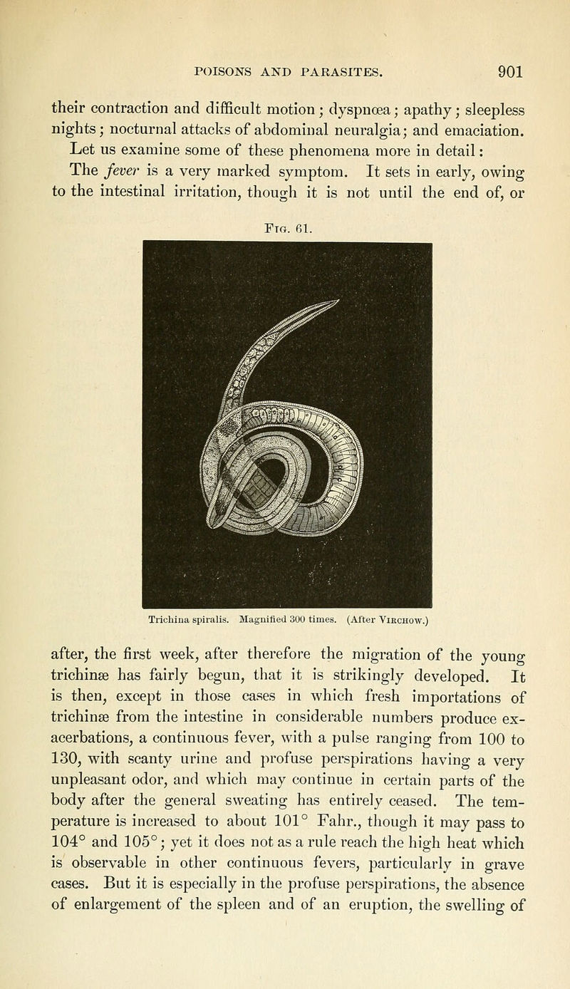 their contraction and difficult motion ; dyspnoea; apathy; sleepless nights; nocturnal attacks of abdominal neuralgia; and emaciation. Let us examine some of these phenomena more in detail: The fever is a very marked symptom. It sets in early, owing to the intestinal irritation, though it is not until the end of, or Ftg. 61. Trichina spiralis. Magnified 300 times. (After Yirchow.) after, the first week, after therefore the migration of the youno- trichinae has fairly begun, that it is strikingly developed. It is then, except in those cases in which fresh importations of trichinae from the intestine in considerable numbers produce ex- acerbations, a continuous fever, with a pulse ranging from 100 to 130, with scanty urine and profuse perspirations having a very unpleasant odor, and which may continue in certain parts of the body after the general sweating has entirely ceased. The tem- perature is increased to about 101° Fahr., though it may pass to 104° and 105°; yet it does not as a rule reach the high heat which is observable in other continuous fevers, particularly in grave cases. But it is especially in the profuse perspirations, the absence of enlargement of the spleen and of an eruption, the swelling of