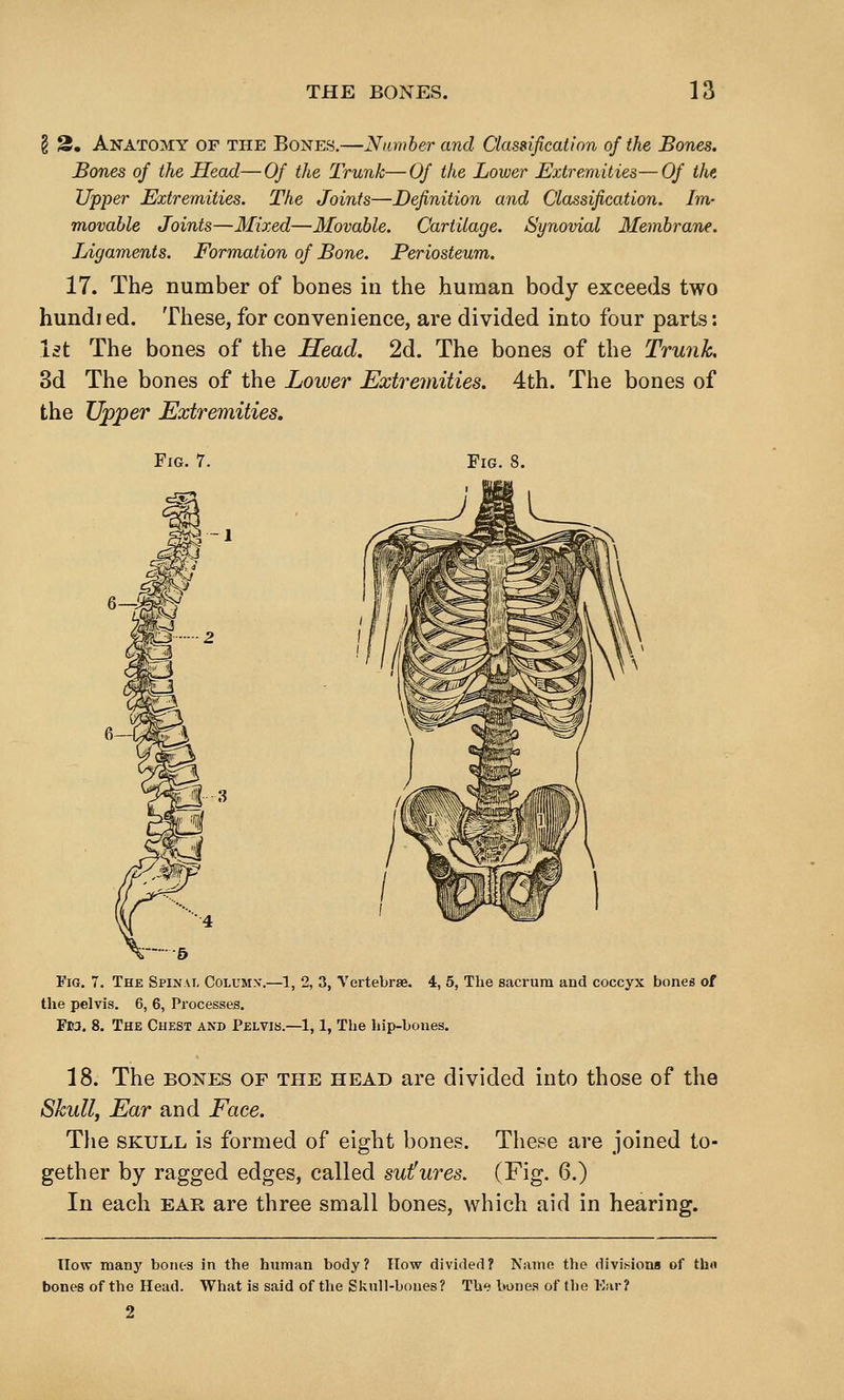 § 3, Anatomy of the Bones.—Number and Classification of the Bones. Bones oj the Head—Of the Trunk—Of the Lower Extremities—Of the Upper Extremities. The Joints—Definition and Classification. Im- movable Joints—Mixed—Movable. Cartilage. Synovial Membrane. Jjigaments. Formation of Bone. Periosteum. 17. The number of bones in the human body exceeds two bundled. These, for convenience, are divided into four parts: Ist The bones of the Head. 2d. The bones of the Trunk. 3d The bones of the Lower Extremities. 4th. The bones of the Upper Extremities. Fig. 7. Fig. 8. Fig. 7. The Spinai, Column'.—1, 2, 3, Vertebrae. 4, 5, The sacrum and coccyx bones of the pelvis. 6, 6, Processes. F»3. 8. The Chest and Pelvis.—1,1, The hip-bones. 18. The BONES OF the head are divided into those of the Skull, Ear and Face. Tlie SKULL is formed of eight bones. These are joined to- gether by ragged edges, called sutfures. (Fig. 6.) In each ear are three small bones, which aid in hearing. How many bones in the human body? How divided? Name the divisions of th« bones of the Head. What is said of the Sknll-bones? The bone.s of the Ear?