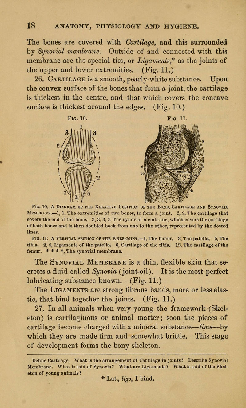 The bones are covered with Cartilage^ and this surrounded by Synovial membrane. Outside of and connected with this membrane are the special ties, or Ligaments^ as the joints of the upper and lower extremities. (Fig. 11.) 26. Cartilage is a smooth, pearly-white substance. Upon the convex surface of the bones that form a joint, the cartilage is thickest in the centre, and that which covers the concave surface is thickest around the edges. (Fig. 10.) Fig. 10. Fig. 11. 1 Fig. 10. A Diagram of the Relative Position of tub Bone, Cartilage and SynoviaIi Membrane.—1, 1, The extremities of two bones, to form a joint. 2, 2, Tlie cartilage that covers the end of the bone. 3, 3, 3, S, The synovial membrane, vi'hich covers the cartilage of both bones and is then doubled back from one to the other, represented by the dotted lines. Fig. 11. A Vertical Section op the Knee-joint.—1, The femur. 3, The patella. 6, The tibia. 2, 4, Ligaments of the patella. 6, Cartilage of the tibia. 12, The cartilage of tho femur. * * * *, The synovial membrane. The Synovial Membrane is a thin, flexible skin that se- cretes a fluid called Synovia (joint-oil). It is the most perfect lubricating substance known. (Fig. 11.) The Ligaments are strong fibrous bands, more or less elas- tic, that bind together the joints. (Fig. 11.) 27. In all animals when very young the framework (Skel- eton) is cartilaginous or animal matter; soon the pieces of cartilage become charged with a mineral substance—lime—by which they are made firm and somewhat brittle. This stage of development forms the bony skeleton. Define Cartilage. What is the arrangement of Cartilage in joints? Describe Sjnovial Membrane. What is said of Synovia ? What are Ligaments ? What is said of the Skel- eton of young animals ? * Lat., ligo, I bind.