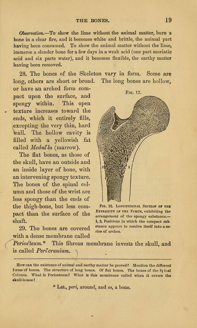 Fig Observation.—To show the lime without the animal matter, burn a bone in a clear fire, and it becomes white and brittle, the animal part having been consumed. To show the animal matter without the lime, immerse a slender bone for a few days in a weak acid (one part muriatic acid and six parts water), and it becomes flexible, the earthy matter having been removed. 28. The bones of the Skeleton vary in form. Some are long, others are short or broad. The long bones are hollow, or have an arched form com- pact upon the surface, and spongy within. This open texture increases toward the ends, which it entirely fills, ^excepting the very thin, hard wall. The hollow cavity is filled with a yellowish fat called Medul'la (marrow). The flat bones, as those of the skull, have an outside and an inside layer of bone, with an intervening spongy texture. The bones of the spinal col- umn and those of the wrist are less spongy than the ends of the thigh-bone, but less com- pact than the surface of the shaft. 29. The bones are covered with a dense membrane called Perios'teum.'^ This fibrous membrane invests the skull, and is called Peri'cranium. ^ Fia. 12. Longitudinal Section op thk Extremity op the Femur, exhibiting the arrangement of the spongy substance.— 1, 2, Positions in which the compact sub stance appears to resolve itself into a se- ries of arches. How can the existence of animal and earthy matter be proved ? Mention the different forms of bones. The structure of long bones. Of flat bones. The bones of the Sj iual Column. What is Periosteum? What is this membrane called when it covers tha ekull-bones ? * Lat., peri, around, and os^ a bone.