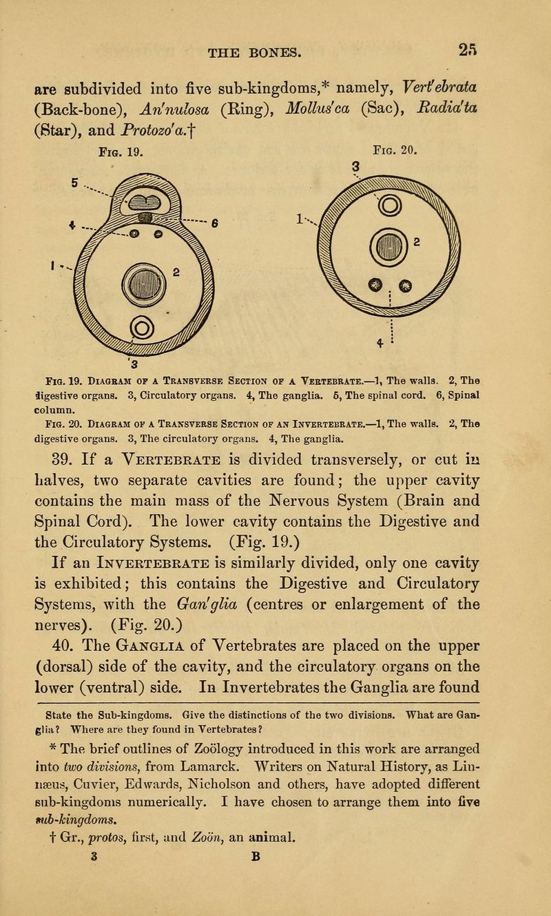 are subdivided into five sub-kingdoms,* namely, Verifebrata (Back-bone), An'nulosa (Ring), Mollus'ca (Sac), Radia'ta (Star), and Protozo'a.'\ Fig. 19. Fig. 20. ♦ ... .... g I .^ Fia. 19. Diagram of a Transverse Section of a Vertebrate.—^1, The walls. 2, The sligestive organs. 3, Circulatory organs. 4, The ganglia. 5, The spinal cord. 6, Spinal column. Fig. 20. Diagram of a Transverse Section of an Invertebrate.—1, The walls. 2, The digestive organs. 3, The circulatory organs. 4, The ganglia. 39. If a Vertebrate is divided transversely, or cut in halves, two separate cavities are found; the upper cavity contains the main mass of the Nervous System (Brain and Spinal Cord). The lower cavity contains the Digestive and the Circulatory Systems. (Fig. 19.) If an Invertebrate is similarly divided, only one cavity is exhibited; this contains the Digestive and Circulatory Systems, with the Gan'glia (centres or enlargement of the nerves). (Fig. 20.) 40. The Ganglia of Vertebrates are placed on the upper (dorsal) side of the cavity, and the circulatory organs on the lower (ventral) side. In Invertebrates the Ganglia are found state the Sub-kingdoms. Give the distinctions of the two divisions. What are Gan- glia? Where are they found in Vertebrates? * The brief outlines of Zoology introduced in this work are arranged into two divisions, from Lamarck. Writers on Natural History, as Liu- iiseus, Cuvier, Edwards, Nicholson and others, have adopted different Bub-kingdoms numerically. I have chosen to arrange them into five tnib-kingdoms. t Gr., protos, first, and Zoon, an animal. 3 B