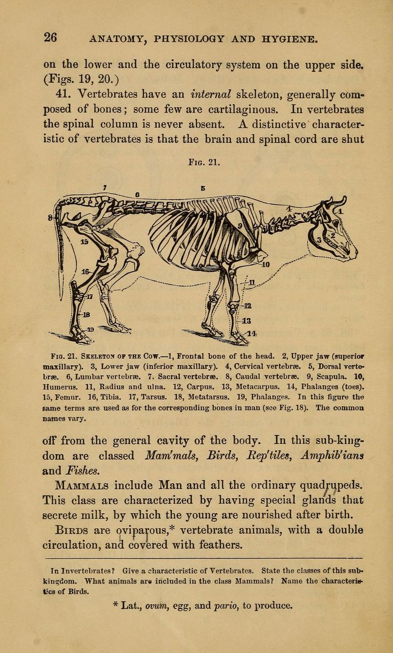 Oil the lower and the circulatory system on the upper side. (Figs. 19, 20.) 41. Vertebrates have an internal skeleton, generally com- posed of bones; some few are cartilaginous. In vertebrates the spinal column is never absent. A distinctive character- istic of vertebrates is that the brain and spinal cord are shut Fig. 21. Fio. 21. Skeletox of the Cow.—1, Frontal bone of the head. 2, Upper jaw (superior maxillary). 3, Lower jaw (inferior maxillary). 4, Cervical vertebrte. 6, Dorsal verte- brae. 6, Lumbar vertebrae. 7. Sacral vertebrae. 8, Caudal vertebrae. 9, Scapula. 10, Huiuerns. 11, Radius and ulna. 12, Carpus. 13, Metacarpus. 14, Phalanges (toes). 15, Femur. 16, Tibia. 17, Tarsus. 18, Metatarsus. 19, Phalanges. In this figure the Eame terms are used as for the corresponding bones in mau (seo Fig. 18). The common names vary. off from the general cavity of the body. In this sub-king- dom are classed Mam!mals, Birds, Bep'tiles, Amphib'ians and Fishes. Mammals include Man and all the ordinary quadrupeds. This class are characterized by having special glands that secrete milk, by which the young are nourished after birth. Birds are oviparous,* vertebrate animals, with a double circulation, and covered with feathers. In Invertebrates? Give a characteristic of Vertebrates. State the classes of this sub- kingdom. What animals ar« included in the class Mammals? Name the characteriM. t'cs of Birds. * Lat., ovum, egg, and pario, to produce.