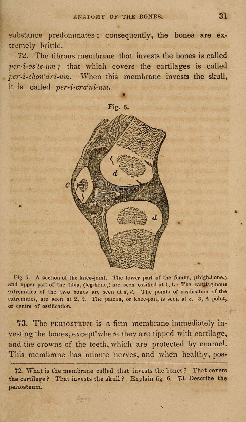 substance predominates; consequently, the bones are ex- tremely brittle. 72. The fibrous membrane that invests the bones is called per-i-os'te-um; that which covers the cartilages is called ■per'i-chon'dri'Wn. When this membrane invests the skull, it is called per-i-cra'ni-um. 4 Fig. 6. Fig. 6. A section of the knee-joint. The lower part of the femur, (thigh-bone,) and upper part of the tibia, (leg-bone,) are seen ossified at 1,1.- The cartilaginous extremities of the two bones are seen at d, d. The points of ossification of the extremities, are seen at 2, 2. Tlie patella, or Icnee-pan, is seen at c. 3, A point, or centre of ossification. 73. The PERIOSTEUM is a firm membrane immediately in- vesting the bones, except*where they are tipped with cartilage, and the crowns of the teeth, which are protected by enameK This membrane has minute nerves, and when healthy, pos- 72. What is the membrane called that invests the bones ? That covers the cartilage ? That invests the skull ? Explain fig. 6. 73. Describe the periosteum.