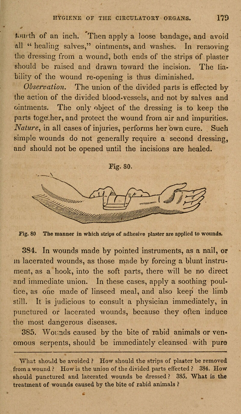 tourlh of an inch. Then apply a loose bandage, and avoid all  healing salves, ointments, and washes. In removing tlie dressing from a wound, both ends of the strips of plaster should be raised and drawn toward the incision. The lia- bility of the wound re-opening is thus diminished. Observation. The union of the divided parts is effected by the action of the divided blood-vessels, and not by salves and ointments. The only object of the dressing is to keep the parts together, and protect the wound from air and impurities. Nature, in all cases of injuries, performs her own cure. Such simple wounds do not generally require a second dressing, and should not be opened until the incisions are healed. Fig. 80. Fig. 80 The manner in which strips of adhesive plaster are applied to wounds. 384. In wounds made by pointed instruments, as a nail, or ni lacerated wounds, as those rnade by forcing a blunt instru- ment, as a hook, into the soft parts, there will be no direct and immediate union. In these cases, apply a soothing poul- tice, as one made of linseed meal, and also keep the limb still. It is judicious to consult a physician immediately, in punctured or lacerated wounds, because they often induce the most dangerous diseases. 385. Woimds caused by the bite of rabid animals or ven- omous serpents, should be immediately cleansed with pure VVhut should be avoided ? How should the strips of plaster be removed from a wound ? How is the union of the divided parts effected ? 384. How should punctured and lacerated wounds be dressed ? 385. What is the treatment of wounds caused by the bite of rabid animals ?