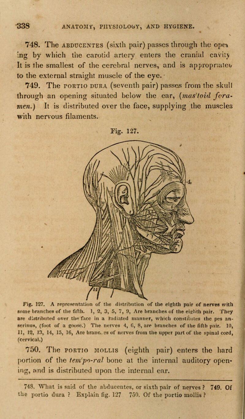 -338 748. The abdxjcentes (sixth pair) passes through the opek :ng by which the carotid artery enters the cranial cavitj It is the smallest of the cerebral nerves, and is appropriately to the external straight muscle of the eye. 749. The roRTio dura (seventh pair) passes from the skull through an opening situated below the ear, {mas'loid fora- men.) It is distributed over the face, supplying the muscles with nervous filaments. Fiff. 127. Fig. 127, A representalion of the distribution of the eighth pair of nerves with Bome branches of the fifth. 1, 2, 3, 5, 7, 9, Are branches of the eij;hti> pair. They are distributed over tiie face in a radiated manner, whicli constitutes the pes an- serinuH, (foot of a goose.) The nerves 4, G, 8, are branches of the fifth pair. 10, 11, 12, in, 14, 15, 16, Are branci ss of nerves from the upper part of tlic spinal cord, (cervical.) 750. The portio mollis (eighth pair) enters the hard portion of the fem'po-ral bone at the internal auditory open- ing, und is distributed upon tlic internal car. 748. What is said of the abducentcs, or sixth pair of nerves ? 749. Of