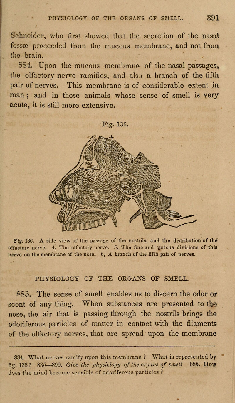 Schneider, wlio first showed that the secretion of the nasal fossae proceeded from the mucous membrane, and not from the brain. 884. Upon the mucous membrane of the nasal passages, the olfactory nerve ramifies, and alsj a branch of the fifth pair of nerves. This membrane is of considerable extent in man; and in those animals whose sense of smell is very acute, it is still more extensive. Fig. 136. A side view of tlie passage of the nostrils, and the distribution of th€ olfactory nerve. 4, The olfactory nerve, 5, The fine and qjirious divisions of this nerve ou the membrane of the nose. 6, A branch of the fifth pair of nerves. PHYSIOLOGY OF THE ORGANS OF SMELL. R85. The sense of smell enables us to discern the odor or scent of any thing. When substances are presented to the nose, the air that is passing through the nostrils brings the odoriferous particles of matter in contact with the filaments of the olfactory nerves, that are spread upon the membrane 884. What nerves ramify upon this menil)rane r What is represented by £g. 136? 885—899. Give the j^hysiology nf Vie org mis of smell 885. How does the mind become sensible of odoriferous particles ?