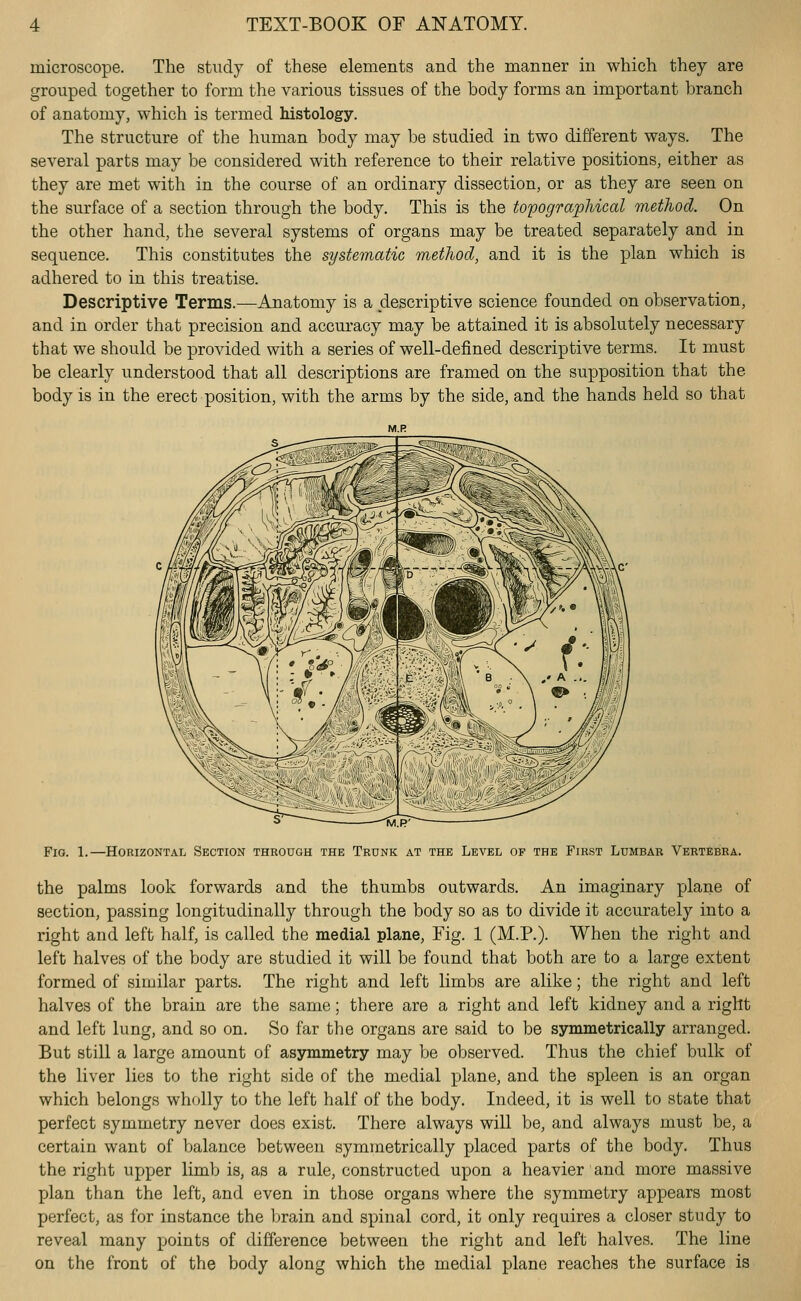 microscope. The study of these elements and the manner in which they are grouped together to form the various tissues of the body forms an important branch of anatomy, which is termed histology. The structure of the human body may be studied in two different ways. The several parts may be considered with reference to their relative positions, either as they are met with in the course of an ordinary dissection, or as they are seen on the surface of a section through the body. This is the topographical method. On the other hand, the several systems of organs may be treated separately and in sequence. This constitutes the systematic method, and it is the plan which is adhered to in this treatise. Descriptive Terms.—Anatomy is a descriptive science founded on observation, and in order that precision and accuracy may be attained it is absolutely necessary that we should be provided with a series of well-defined descriptive terms. It must be clearly understood that all descriptions are framed on the supposition that the body is in the erect position, with the arms by the side, and the hands held so that Fig. 1.—Horizontal Section through the Trunk at the Level of the First Lumbar Vertebra. the palms look forwards and the thumbs outwards. An imaginary plane of section, passing longitudinally through the body so as to divide it accurately into a right and left half, is called the medial plane. Fig. 1 (M.P.). When the right and left halves of the body are studied it will be found that both are to a large extent formed of similar parts. The right and left limbs are alike; the right and left halves of the brain are the same; there are a right and left kidney and a right and left lung, and so on. So far tlie organs are said to be symmetrically arranged. But still a large amount of asymmetry may be observed. Thus the chief bulk of the liver lies to the right side of the medial plane, and the spleen is an organ which belongs wholly to the left half of the body. Indeed, it is well to state that perfect symmetry never does exist. There always will be, and always must be, a certain want of balance between symmetrically placed parts of the body. Thus the right upper limb is, as a rule, constructed upon a heavier and more massive plan than the left, and even in those organs where the symmetry appears most perfect, as for instance the brain and spinal cord, it only requires a closer study to reveal many points of difference between the right and left halves. The line on the front of the body along which the medial plane reaches the surface is