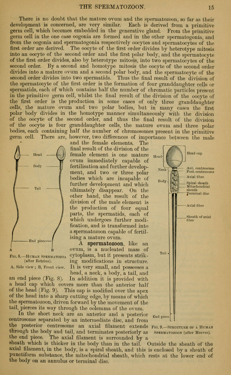 Head Body — \eckT3i Body J I There is no doubt that the mature ovum and the spermatozoon, so far as their development is concerned, are very similar. Each is derived from a primitive germ cell, which becomes embedded in the generative gland. From the primitive germ cell in the one case oogonia are formed and in the other spermatogonia, and from the oogonia and spermatogonia respectively oocytes and spermatocytes of the first order are derived. The oocyte of the first order divides by heterotype mitosis into an oocyte of the second order and the first polar body, and the spermatocyte of the first order divides, also by heterotype mitosis, into two spermatocytes of the second order. By a second and homotype mitosis the oocyte of the second order divides into a mature ovum and a second polar body, and the spermatocyte of the second order divides into two spermatids. Thus the final result of the division of the spermatocyte of the first order is the formation of four granddaughter cells or spermatids, each of which contains half the number of chromatic particles present in the primitive germ cell, whilst the final result of the division of the oocyte of the first order is the production in some cases of only three granddaughter cells, the mature ovum and two polar bodies, but in many cases the first polar body divides in the homotype manner simultaneously with tlie division of the oocyte of the second order, and thus the final result of the division of the oocyte is four granddaughter cells, the mature ovum and three polar bodies, each containing half the number of chromosomes present in the primitive germ cell. There are, however, two differences of importance between the male and the female elements. The final result of the division of the female element is one mature ovum immediately capable of fertilisation and further develop- ment, and two or three polar bodies which are incapable of further development and which ultimately disappear. On the other hand, the result of the division of the male element is the production of four equal parts, the spermatids, each of which undergoes further modi- fication, and is transformed into a spermatozoon capable of fertil- ising a mature ovum. A spermatozoon, like an ovum, is a nucleated mass of cytoplasm, but it presents strik- ing modifications in structure. It is very small, and possesses a head, a neck, a body, a tail, and In addition it is provided with a head cap which covers more than the anterior half of the head (Fig. 9). This cap is modified over the apex of the head into a sharp cutting edge, by means of which the spermatozoon, driven forward by the movement of the tail, pierces its way through the oolemma of the ovum. In the short neck are an anterior and a posterior centrosome separated by an intermediate disc, and from the posterior centrosome an axial filament extends through the body and tail, and terminates posteriorly as the end piece. The axial filament is surrounded by a sheath which is thicker in the body than in the tail. Outside the sheath of the axial filament, in the body, is a spiral sheath, and this is enclosed by a sheath of punctiform substance, the mitochondrial sheath, which rests at the lower end of the body on an annulus or terminal disc. Head cap Aiit. centrosome Post, centrosome Axial fibre . Spiral sheath Mitochondrial sheath Jermiiial disc -End piece- FlG. 8 Human Spermatozoa (after Retzius). A, Side view ; B, Front view. an end piece (Fig. 8). Axial fibre Sheath of axial fibre End piece Fig. 9.—Structure of a Human Spermatozoon (after Meeves).