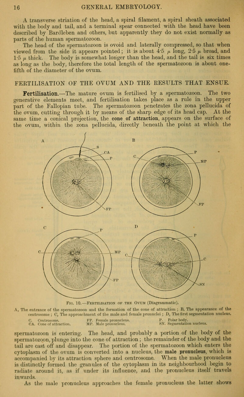 A transverse striation of the head, a spiral filament, a spiral sheath associated with the body and tail, and a terminal spear connected with the head have been described by Bardleben and others, but apparently they do not exist normally as parts of the human spermatozoon. The head of the spermatozoon is ovoid and laterally compressed, so that when viewed from the side it appears pointed; it is about 4-5 /z long, 2-5 /x broad, and 1-5 fM thick. The body is somewhat longer than the head, and the tail is six times as long as the body, therefore the total length of the spermatozoon is about one- fifth of the diameter of the ovum. FEETILISATION OF THE OVUM AND THE EESULTS THAT ENSUE. Fertilisation.—The mature ovum is fertilised by a spermatozoon. The two generative elements meet, and fertilisation takes place as a rule in the upper part of the Fallopian tube. The spermatozoon penetrates the zona pellucida of the ovum, cutting through it by means of the sharp edge of its head cap. At the same time a conical projection, the cone of attraction, appears on the surface of the ovum, within the zona pellucida, directly beneath the point at which the MP Fro. 10.—Fertilisation of the Ovum (Diagrammatic). A, The entrance of the spermatozoon and the formation of the cone of attraction ; B, The appearance of the centrosome ; C, The approachment of the male and female pronuclei ; D, The first segmentation nncleus. C. Centrosome. CA. Cone of attraction. PP. Female pronucleus. MP. Main pronucleus. P. Polar body. S\. SsRinentation nucleus. spermatozoon is entering. The head, and probably a portion of the body of the spermatozoon, plunge into the cone of attraction ; the remainder of the body and the tail are cast off and disappear. The portion of the spermatozoon which enters the cytoplasm of the ovum is converted into a nucleus, the male pronucleus, which is accompanied by its attraction sphere and centrosome. When the male pronucleus is distinctly formed the granules of the cytoplasm in its neighbourhood begin to radiate around it, as if under its influence, and the pronucleus itself travels inwards. As the male pronucleus approaches the female pronucleus the latter shows