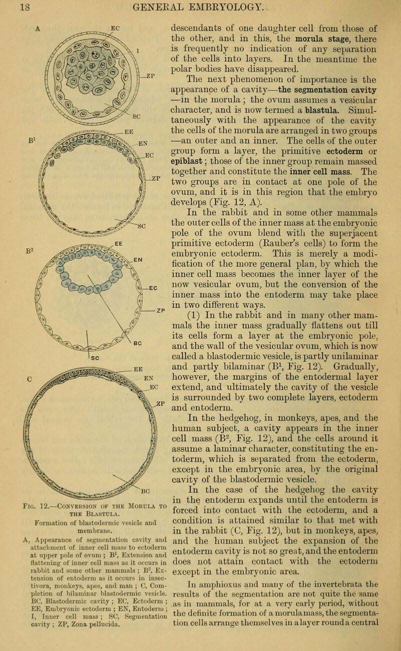 Fig. 12.—Convehsion of the Morula to THE Blastdla. Formation of blastodermic vesicle and membrane. A, Appearance of segmentation cavity and attachment of inner cell mass to ectoderm at upper pole of ovum ; B', Extension and flattening of inner cell mass as it occurs in )-abh»it and some other mammals ; B', Ex- tension of entoderm as it occurs in insec- tivora, monkeys, apes, and man ; C, Com- pletion of bilaminar blastodermic vesicle. BC, Blastodermic cavity ; EC, Ectoderm ; EE, Embryonic ectoderm ; EN, Entoderm ; I, Inner cell mass; 8C, Segmentation cavity ; ZP, Zona pellucida. descendants of one daughter cell from those of the other, and in this, the morula stage, there is frequently no indication of any separation of the cells into layers. In the meantime the polar bodies have disappeared. The next phenomenon of importance is the appearance of a cavity—the segmentation cavity —in the morula ; the ovum assumes a vesicular character, and is now termed a blastula. Simul- taneously with the appearance of the cavity the cells of the morula are arranged in two groups —an outer and an inner. The cells of the outer group form a layer, the primitive ectoderm or epiblast; those of the inner group remain massed together and constitute the inner cell mass. The two groups are in contact at one pole of the ovum, and it is in this region that the embryo develops (Fig. 12, A). In the rabbit and in some other mammals the outer cells of the inner mass at the embryonic pole of the ovum blend with the superjacent primitive ectoderm (Eauber's cells) to form the embryonic ectoderm. This is merely a modi- fication of the more general plan, by which the inner cell mass becomes the inner layer of the now vesicular ovum, but the conversion of the inner mass into the entoderm may take place in two different ways. (1) In the rabbit and in many other mam- mals the inner mass gradually flattens out till its cells form a layer at the embryonic pole, and the wall of the vesicular ovum, which is now called a blastodermic vesicle, is partly unilaminar and partly bilaminar (B^, Eig. 12). Gradually, however, the margins of the entodermal layer extend, and ultimately the cavity of the vesicle is surrounded by two complete layers, ectoderm and entoderm. In the hedgehog, in monkeys, apes, and the human subject, a cavity appears in the inner cell mass (B-, Fig. 12), and the cells around it assume a laminar character, constituting the en- toderm, which is separated from the ectoderm, except in the embryonic area, by the original cavity of the blastodermic vesicle. In the case of the hedgehog the cavity in the entoderm expands until the entoderm is forced into contact with the ectoderm, and a condition is attained similar to that met with in the rabbit (C, Fig. 12), but in monkeys, apes, and the human subject the expansion of the entoderm cavity is not so great, and the entoderm does not attain contact with the ectoderm except in the embryonic area. In amphioxus and many of the in vertebra ta the results of the segmentation are not quite the same as in mammals, for at a very early period, without the definite formation of a morulamass, the segmenta- tion cells arrange themselves in a layer round a central