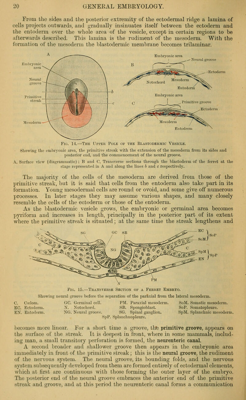 From the sides and the posterior extremity of the ectodermal ridge a lamina of cells projects outwards, and gradually insinuates itself between the ectoderm and the entoderm over the whole area of the vesicle, except in certain regions to be afterwards described. This lamina is the rudiment of the mesoderm. With the formation of the mesoderm the blastodermic membrane becomes trilaminar. Embryonic area Nenral groove Notochord Entoderm Embryonic area I , Primitive groove ,Ectoderm Fig. 14.—The Upper Pole of the Blastodermic Vesicle. Showing the embryonic area, the primitive streak with the extension of the mesoderm from its sides and posterior end, and the commencement of the neural groove. A, Surface view (diagrammatic) ; B and C, Transverse sections through the blastoderm of the ferret at the stage represented in A and along the lines b and c respectively. The majority of the cells of the mesoderm are derived from those of the primitive streak, but it is said that cells from the entoderm also take part in its formation. Young mesodermal cells are round or ovoid, and some give off numerous processes. In later stages they may assume various shapes, and many closely resemble the cells of the ectoderm or those of the entoderm. As the blastodermic vesicle grows, the embryonic or germinal area becomes pyriform and increases in length, principally in the posterior part of its extent where the primitive streak is situated; at the same time the streak lengthens and GO SB BO -V [SoP ' <5-. %,S.S-r-^^-^rra_ SpM \ Fi(j. 15.—Transverse Section of a Ferret Embryo. Showing neural groove before the separation of the paraxial from the lateral mesoderm. €. Ccelom. GC. Germinal cell. PM. Paraxial mesoderm. SoM. Somatic mesoderm. EC. Ectoderm. N. Notochord. SB. Spongioblast. SoP. Somatopleui'e. EN. Entoderm. NG. Neural groove. SG. Spinal ganglion. SpM. Splanchnic mesoderm. SpP. Splanchnopleure. becomes more linear. For a short time a groove, thte primitive groove, appears on the surface of the streak. It is deepest in front, where in some mammals, includ- ing man, a small transitory perforation is formed, the neurenteric canal. A second broader and sliallower groove then appears in the embryonic area immediately in front of the primitive streak ; this is the neural groove, the rudiment of the nervous system. The neural groove, its bounding folds, and the nervous system subsequently developed from them are formed entirely of ectodermal elements, which at first are continuous with those forming the outer layer of the embryo. The posterior end of the neural groove embraces the anterior end of the primitive streak and groove, and at this period the neurenteric canal forms a communication