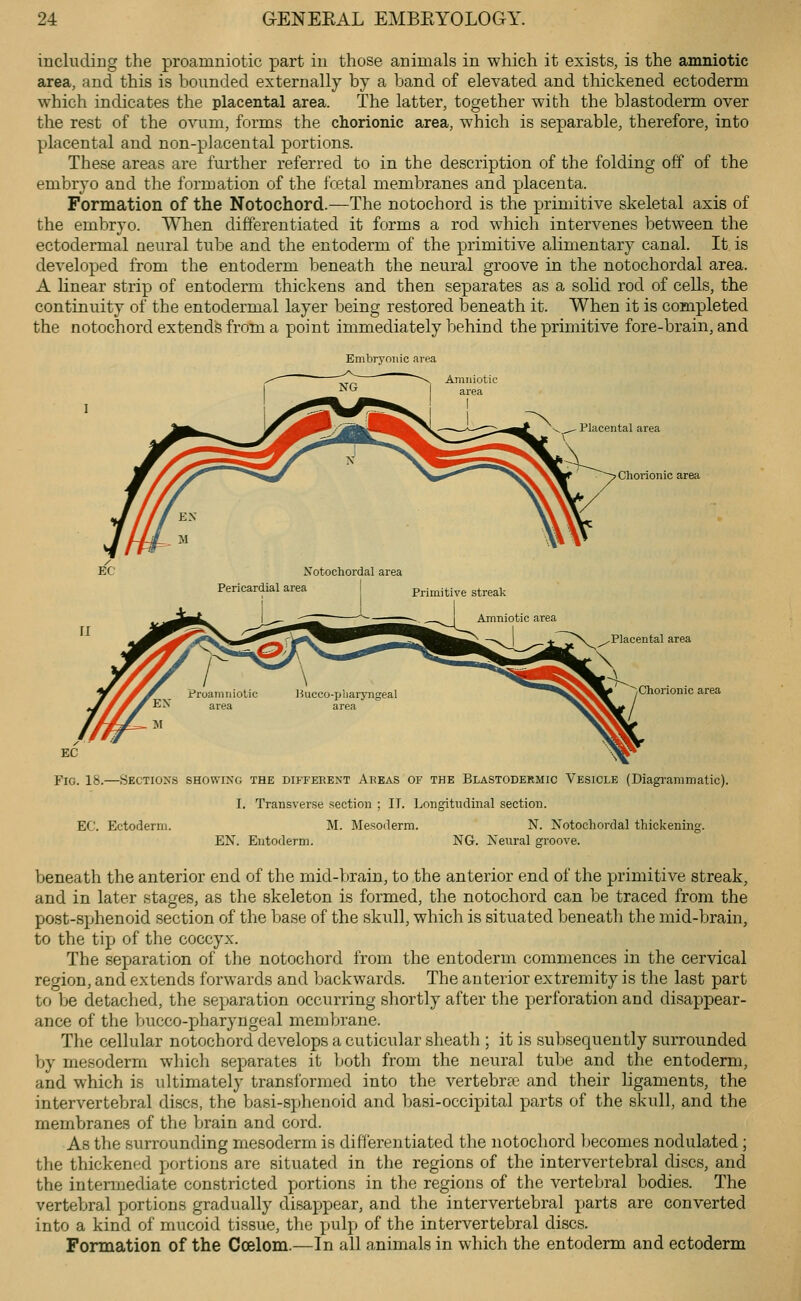 including the proamniotic part in those animals in which it exists, is the amniotic area, and this is bounded externally by a band of elevated and thickened ectoderm which indicates the placental area. The latter, together with the blastoderm over the rest of the ovum, forms the chorionic area, which is separable, therefore, into placental and non-placental portions. These areas are further referred to in the description of the folding off of the embryo and the formation of the fcetal membranes and placenta. Formation of the Notochord.—The notochord is the primitive skeletal axis of the embryo. When differentiated it forms a rod which intervenes between the ectodermal neural tube and the entoderm of the primitive alimentary canal. It is developed from the entoderm beneath the neural groove in the notochordal area. A linear strip of entoderm thickens and then separates as a solid rod of cells, the continuity of the entodermal layer being restored beneath it. When it is completed the notochord extends from a point immediately behind the primitive fore-brain, and Embryonic area Placental area Chorionic area Placental area Chorionic area Fig. 18.—Sections showing the diffeeent Areas of the Blastodermic Vesicle (Diagrammatic). I. Transverse section ; II. Longitudinal section. EC. Ectoderm. M. Mesoderm. N. Notochordal thickening. EN. Entoderm. NG. Nenral groove. beneath the anterior end of the mid-brain, to the anterior end of the primitive streak, and in later stages, as the skeleton is formed, the notochord can be traced from the post-sphenoid section of the base of the skull, which is situated beneatli the mid-brain, to the tip of the coccyx. The seyjaration of the notochord from the entoderm commences in the cervical region, and extends forwards and backwards. The anterior extremity is the last part to be detached, the separation occurring shortly after the perforation and disappear- ance of the bucco-pharyngeal membrane. The cellular notochord develops a cuticular sheath ; it is subsequently surrounded by mesoderm which separates it both from the neural tube and the entoderm, and which is ultimately transformed into the vertebrte and their ligaments, the intervertebral discs, the basi-sphenoid and basi-occipital parts of the skull, and the membranes of the brain and cord. As the surrounding mesoderm is differentiated the notochord ])econies nodulated; the thickened portions are situated in the regions of the intervertebral discs, and the intermediate constricted portions in the regions of the vertebral bodies. The vertebral portions gradually disappear, and the intervertebral parts are converted into a kind of mucoid tissue, the pulp of the intervertebral discs. Formation of the Coelom.—In all animals in which the entoderm and ectoderm