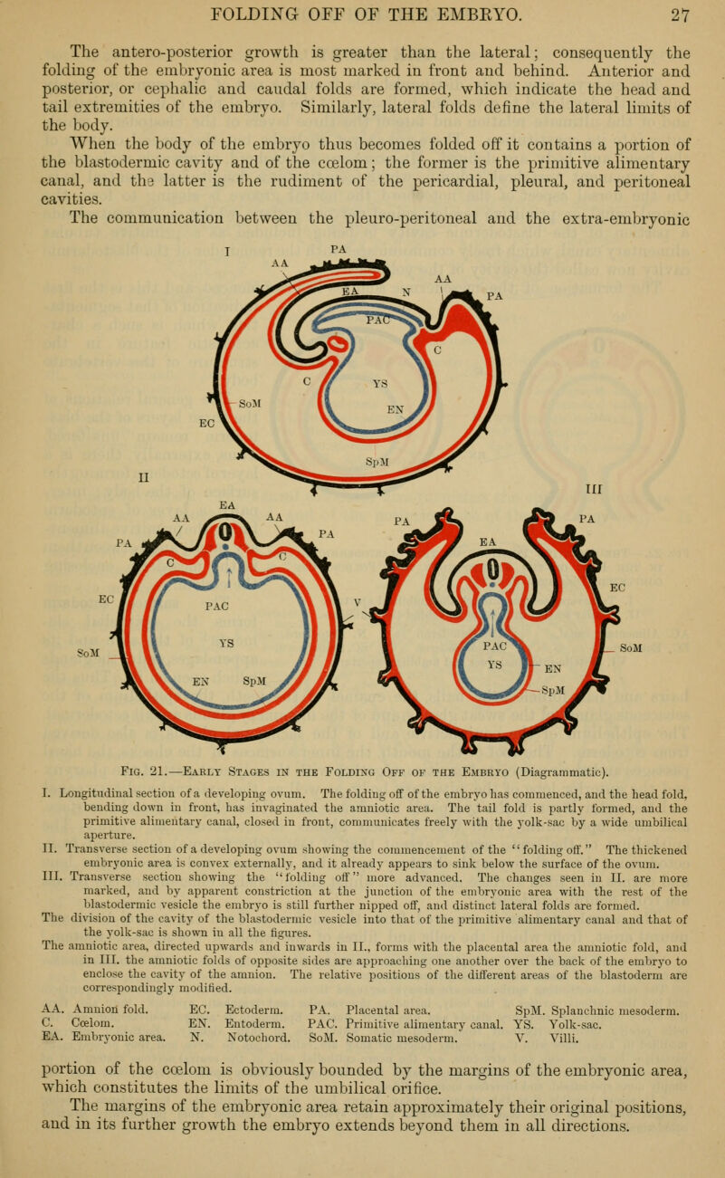 The antero-posterior growth is greater than the lateral; consequently the folding of the embryonic area is most marked in front and behind. Anterior and posterior, or cephalic and caudal folds are formed, which indicate the head and tail extremities of the embryo. Similarly, lateral folds define the lateral limits of the body. When the body of the embryo thus becomes folded off it contains a portion of the blastodermic cavity and of the coelom; the former is the primitive alimentary canal, and tha latter is the rudiment of the pericardial, pleural, and peritoneal cavities. The communication between the pleuro-peritoneal and the extra-emljryonic SoM SoM Fig. 21.—Early Stages in the Folding Off of the Embryo (Diagrammatic). I. Longitudinal section of a developing ovum. The folding oflF of the embryo lias commenced, and the head fold, bending down in front, has invagiuated the amniotic area. The tail fold is partly formed, and the primitive alimentary canal, closed in front, communicates freely with the j-olk-sac by a wide umbilical aperture. II. Transverse section of a developing ovum showing the commencement of the folding off. The thickened embryonic area is convex externally, and it already appears to sink below the surface of the ovum. III. Transverse section showing the folding off more advanced. The changes seen in II. are more marked, and by apparent constriction at the junction of the embryonic area with the rest of the blastodermic vesicle the embryo is still further nipped off, and distinct lateral folds are formed. The division of the cavity of the blastodermic vesicle into that of the primitive alimentary canal and that of the yolk-sac is shown in all the figures. The amniotic area, directed upwards and inwards in II., forms with the placental area the amniotic fold, and in III. the amniotic folds of opposite sides are approaching one another over the back of the embryo to enclose the cavity of the amnion. The relative positions of the different areas of the blastoderm are correspondingly modified. PA. Placental area. SpM. Splanchnic mesoderm. PAC. Primitive alimentary canal. YS. Yolk-sac. SoM. Somatic mesoderm. V. Villi. AA. Amnion fold. EC. Ectoderm. C. Coelom. EN. Entoderm. EA. Embryonic area. N. Notochord. portion of the coelom is obviously bounded by the margins of the embryonic area, which constitutes the limits of the umbilical orifice. The margins of the embryonic area retain approximately their original positions, and in its further growth the embryo extends beyond them in all directions.