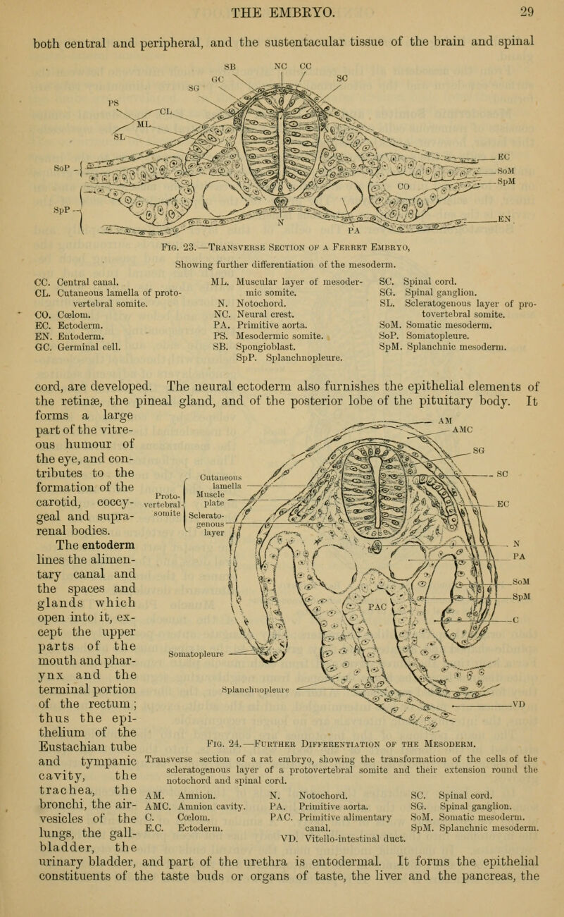 both central and peripheral, and the sustentacular tissue of the brain and spinal SoP SpP- Fio. 23.—Thansverse Section ok a Ferret Embryo, Showing further differentiation of the mesoderm. CC. Central caual. CL. Cutaneous lamella of proto- vertebral somite. CO. Coeloni. EC. Ectoderm. EN. Entoderm. GC. Germinal cell. ML. Muscular layer of mesoder- mic somite. N. Notochord. NC. Neural crest. PA. Primitive aorta. PS. Mesodermic somite. SB. Spongioblast. SpP. Splanchnopleiire. SC. Spinal cord. SG. Spinal ganglion. SL. Scleratogenous layer of pro- tovertebral somite. SoM. Somatic mesoderm. SoP. Somatopleure. SpM. Splanchnic mesoderm. AMC Proto- vertebral^ soiiii to- lite I Cutaneous lamella Muscle plate Sclerato- enous layer cord, are developed. The neural ectoderm also furnishes the epithelial elements of the retinae, the pineal gland, and of the posterior lobe of the pituitary body. It forms a large part of the vitre- ous humour of the eye, and con- tributes to the formation of the carotid, coccy- geal and supra- renal bodies. The entoderm lines the alimen- tary canal and the spaces and glands which open into it, ex- cept the upper parts of the mouth and phar- ynx and the terminal portion of the rectum; thus the epi- thelium of the Eustachian tube and tvmiDanic Transverse section of a rat embryo, showing the transformation of the cells of the cavity, the trachea, the bronchi, the air- vesicles of the lungs, the gall- bladder, the urinary bladder, and part of the urethra is entodermal. It forms the epithelial constituents of the taste buds or organs of taste, the liver and the pancreas, the Somatopleure Splanchuopleure Fig. 24.—Further Differentiation of the Mesoderm. scleratogenous layer of a protovertebral somite and their extension round the notochord and spinal cord. AM. AMC. C. E.C. Amnion. Amnion cavity. Cffilom. Ectoderm. N. Notochord. SC. Spinal cord. PA. Primitive aorta. SG. Spinal ganglion. PAC. Primitive alimentary SoM. Somatic mesoderm. caual. SpM. Splanchnic mesoderm. YD. Vitello-intestinal duct.