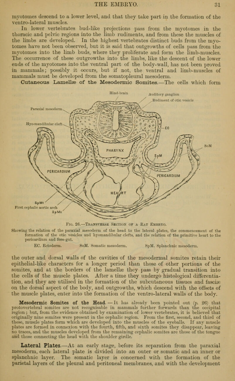 myotomes descend to a lower level, and that they take part in the formation of the ventro-lateral muscles. In lower vertebrates bud-like projections pass from the myotomes in the thoracic and peMc regions into the limb rudiments, and from these the muscles of the limbs are developed. In the highest vertebrates distinct buds from the myo- tomes have not been observed, but it is said that outgrowths of ceUs pass from the myotomes into the limb buds, where they proliferate and form the limb-muscles. The occurrence of these outgrowths into the limbs, like the descent of the lower ends of the myotomes into the ventral part of the body-wall, has not been jjroved in mammals; possibly it occurs, but if not, the ventral and limb-muscles of mammals must be develijped from the somatopleural mesoderm. Cutaneous Lamellae of the Mesodennic Somites.—The cells which form Hind-btain Auditory ganglion ,Rudiment of otic vesicle Paraxial meso<lerm SpMl First cephalic aortic arch SpMz Fig. 26.—-Trajs'sverse SECTioy of a Rat Embryo. Showing the relation of the paraxial mesoderm of the head to the lateral plates, the commencement of the formation of the otic vesicles and hyomandibular clefts, and the relation of the primitive heart to the pericardium and fore-gut. EC. Ectoderm. SoM. Somatic mesoderm. SpM. Splanchnic mesoderm. the outer and dorsal walls of the cavities of the mesodermal somites retain their epithelial-like characters for a longer period than those of other portions of the somites, and at the borders of the lamellae they pass by gradual transition into the cells of the muscle plates. After a time they undergo histological differentia- tion, and they are utilised in the formation of the subcutaneous tissues and fasciae on the dorsal aspect of the body, and outgrowths, which descend with the offsets of the muscle plates, enter into the formation of the ventro-lateral walls of the body. Mesodennic Somites of the Head. — It has aheady been pointed out (p. 26) that protovertebral somites are not recognisable in mammals further forwards than the occipital region ; but, from the evidence obtained by examination of lower vertebrates, it is believed that originally nine somites were present in the cephalic region. From the first, second, and third of these, muscle plates form which are developed into the muscles of the eyeballs. If any muscle plates are formed in connexion with the foiu-th, fifth, and sixth somites they disappear, leaving no traces, and the muscles developed from the remaining cephalic somites are those of the tongue and those connecting the head with the shoulder girdle. Lateral Plates.—At an early stage, before its separation from the paraxial mesoderm, each lateral plate is di\ided into an outer or somatic and an inner or splanchnic layer. The somatic layer is concerned with the formation of the parietal layers of the pleural and peritoneal membranes, and with the development